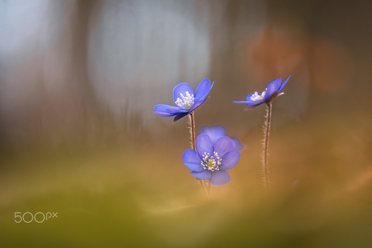 Nikon D750 + Sigma 150mm F2.8 EX DG Macro HSM sample photo. Magic of spring  (anemone hepatica) photography