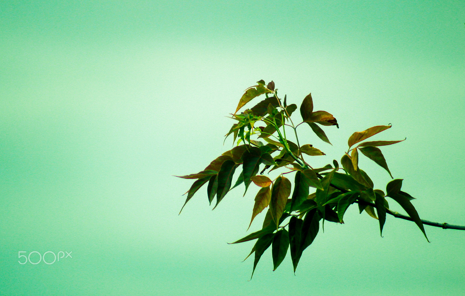 Canon EF 75-300mm f/4-5.6 USM sample photo. Minimalism_v2 photography