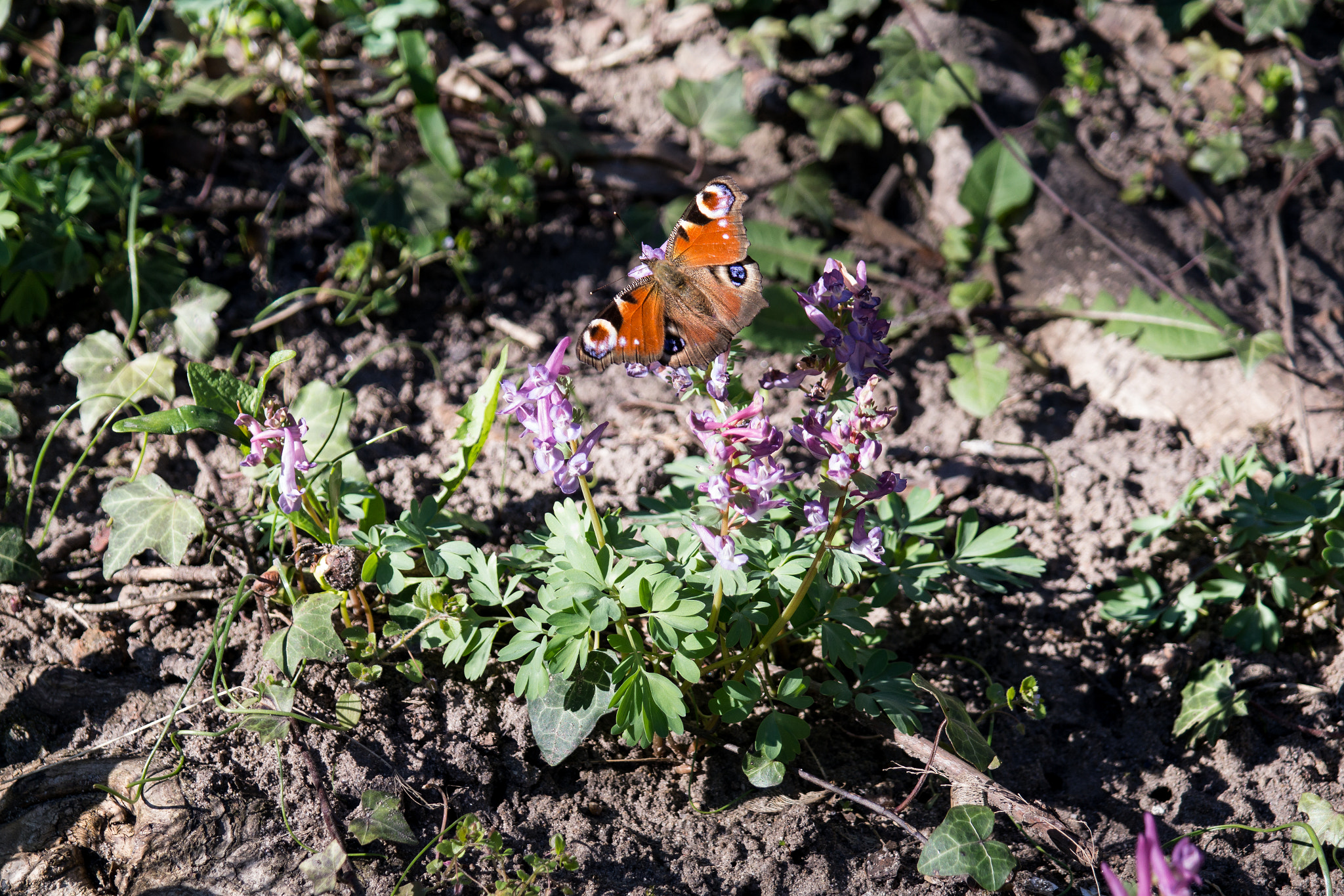 Samsung NX300 + Samsung NX 18-55mm F3.5-5.6 OIS sample photo. Butterfly photography