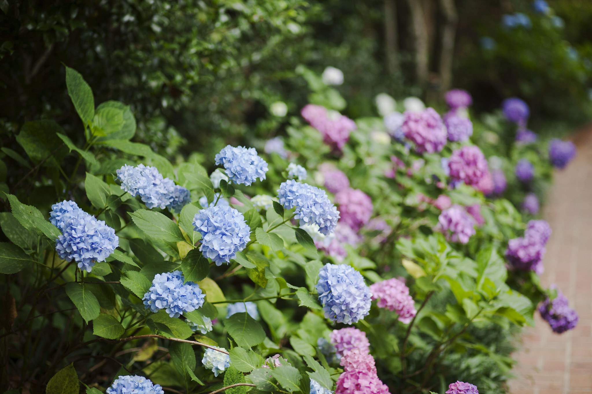 Canon EOS 5D + Canon EF 85mm F1.8 USM sample photo. Hydrangeas at beidenharn gardens - monroe, louisiana photography