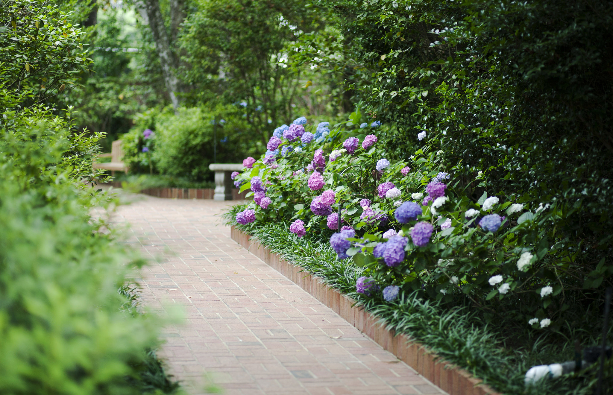 Canon EOS 5D + Canon EF 85mm F1.8 USM sample photo. Hydrangeas at beidenharn gardens - monroe, louisiana photography