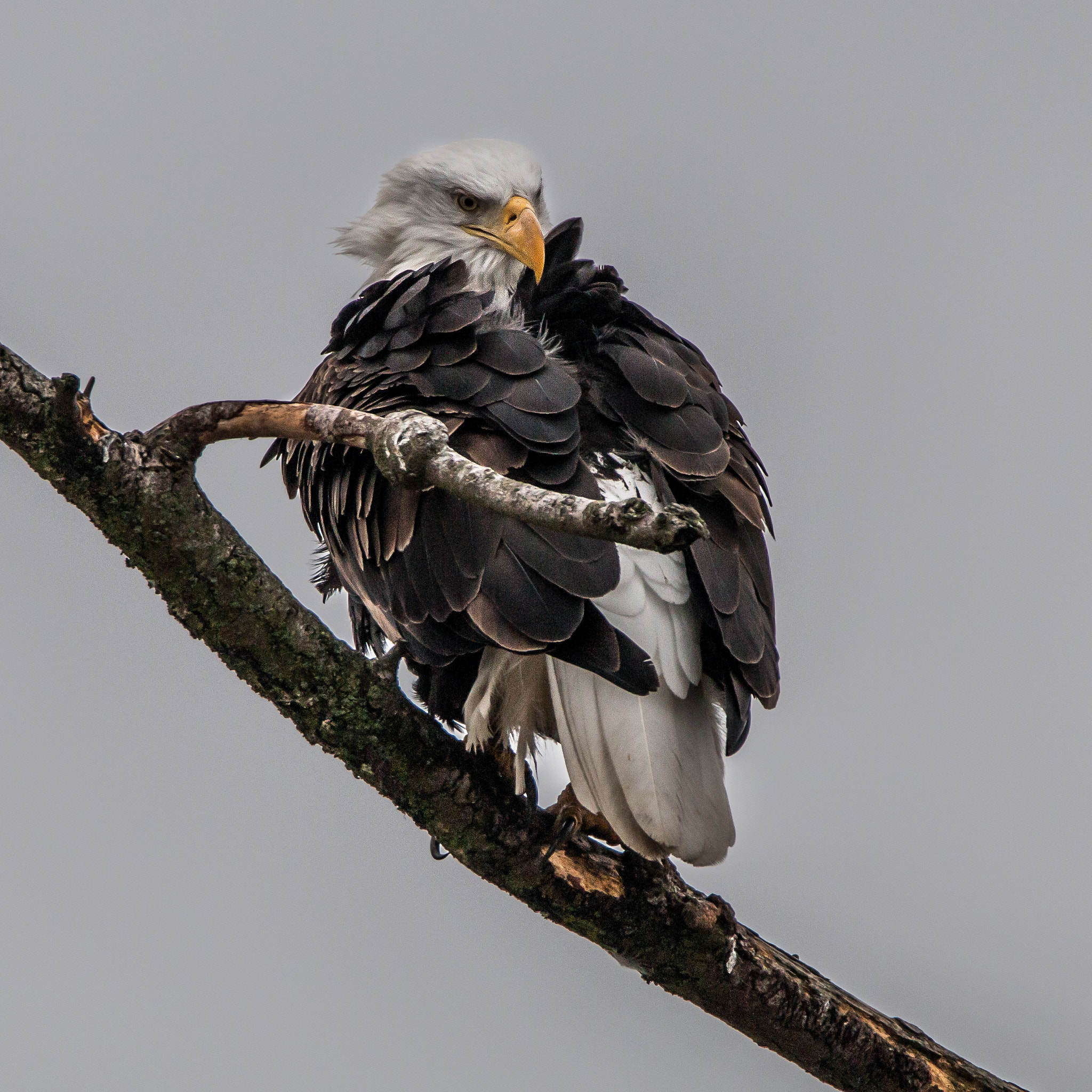 150-600mm F5-6.3 DG OS HSM | Contemporary 015 sample photo. Ruffled photography