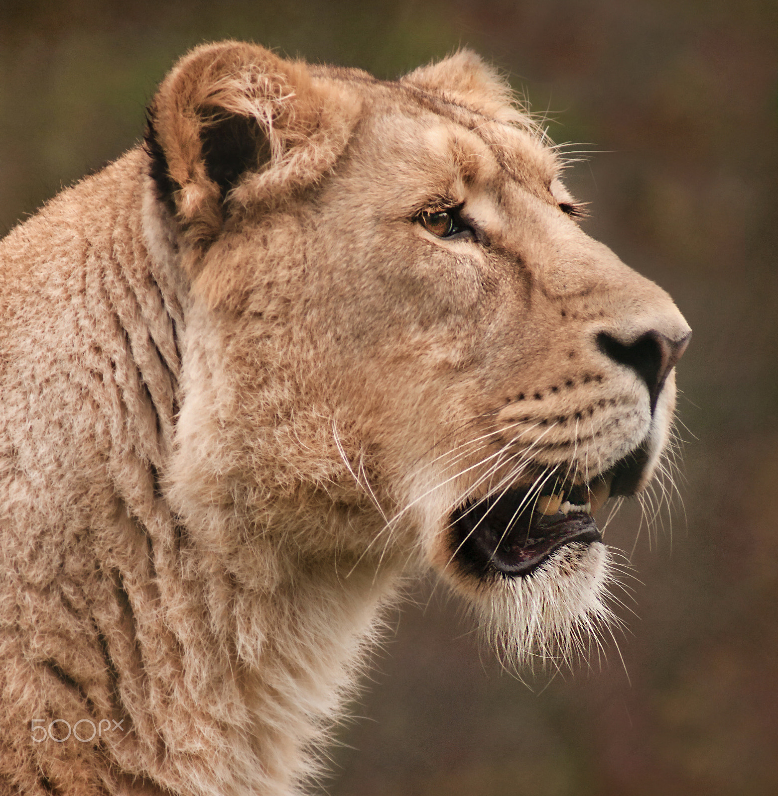 Sony Alpha DSLR-A700 + Sony 75-300mm F4.5-5.6 sample photo. Lioness portrait photography