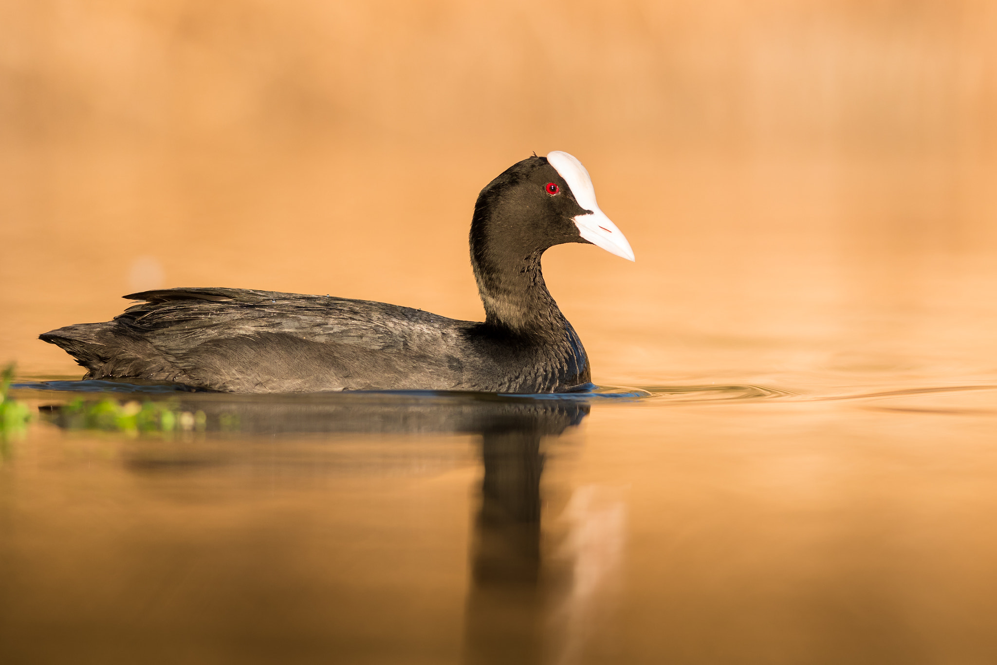 Nikon D500 + Nikon AF-S Nikkor 300mm F4D ED-IF sample photo. The eurasian coot iii. photography