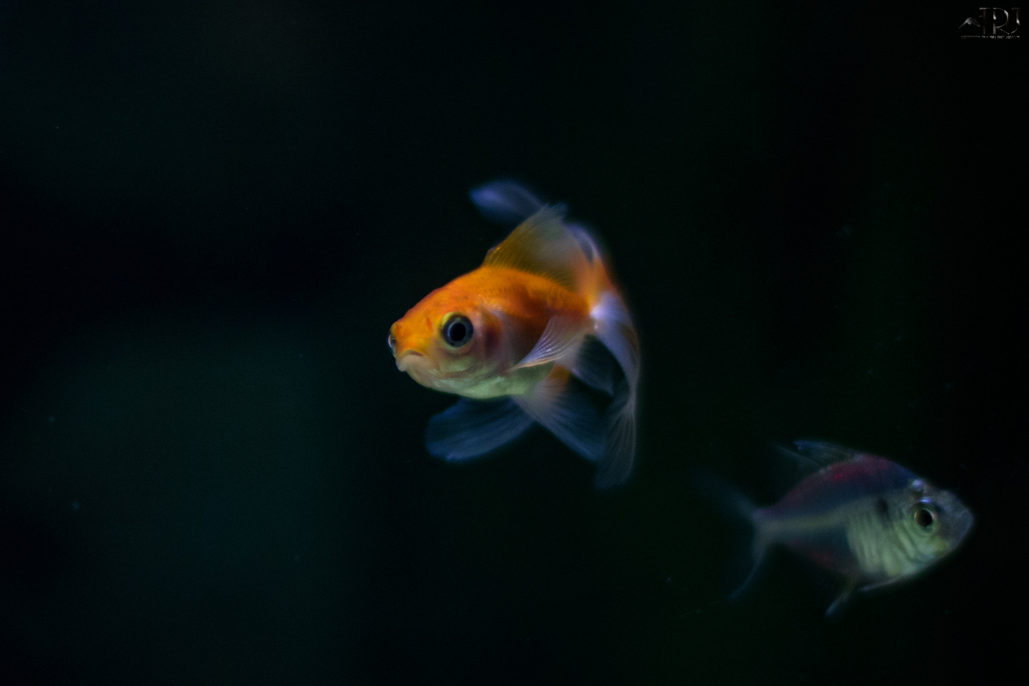 Canon EF 50mm F1.4 USM sample photo. Mass looking fantail photography