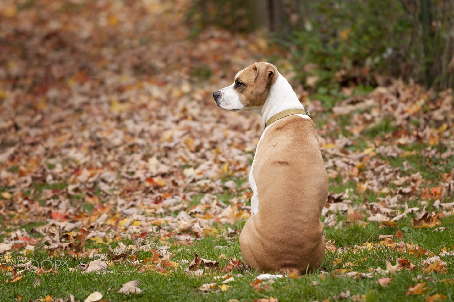 Nikon D300 sample photo. Dog fall leaves photography