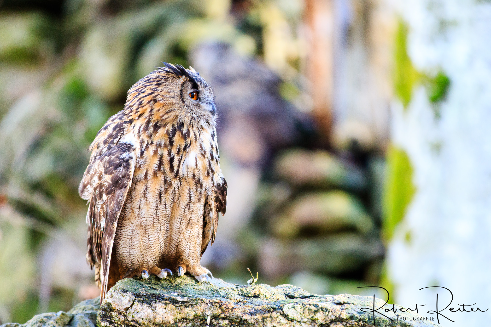 Canon EF 70-200mm F2.8L IS II USM sample photo. Eagle owl photography