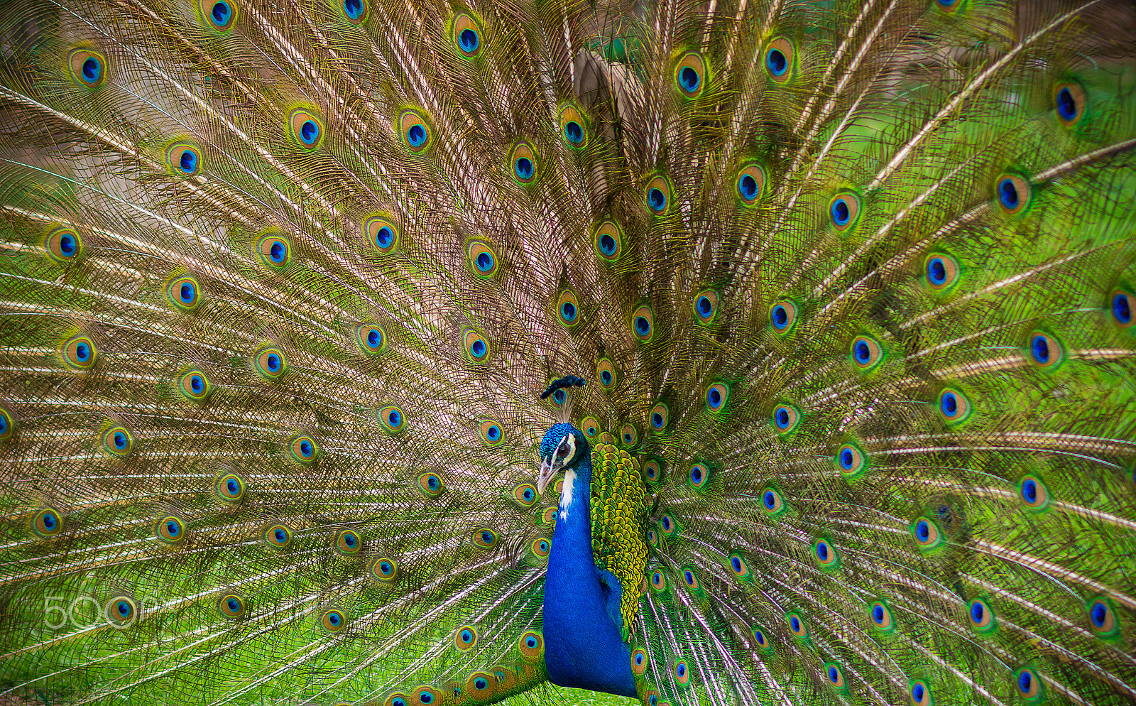 Nikon D7200 sample photo. Peafowl photography