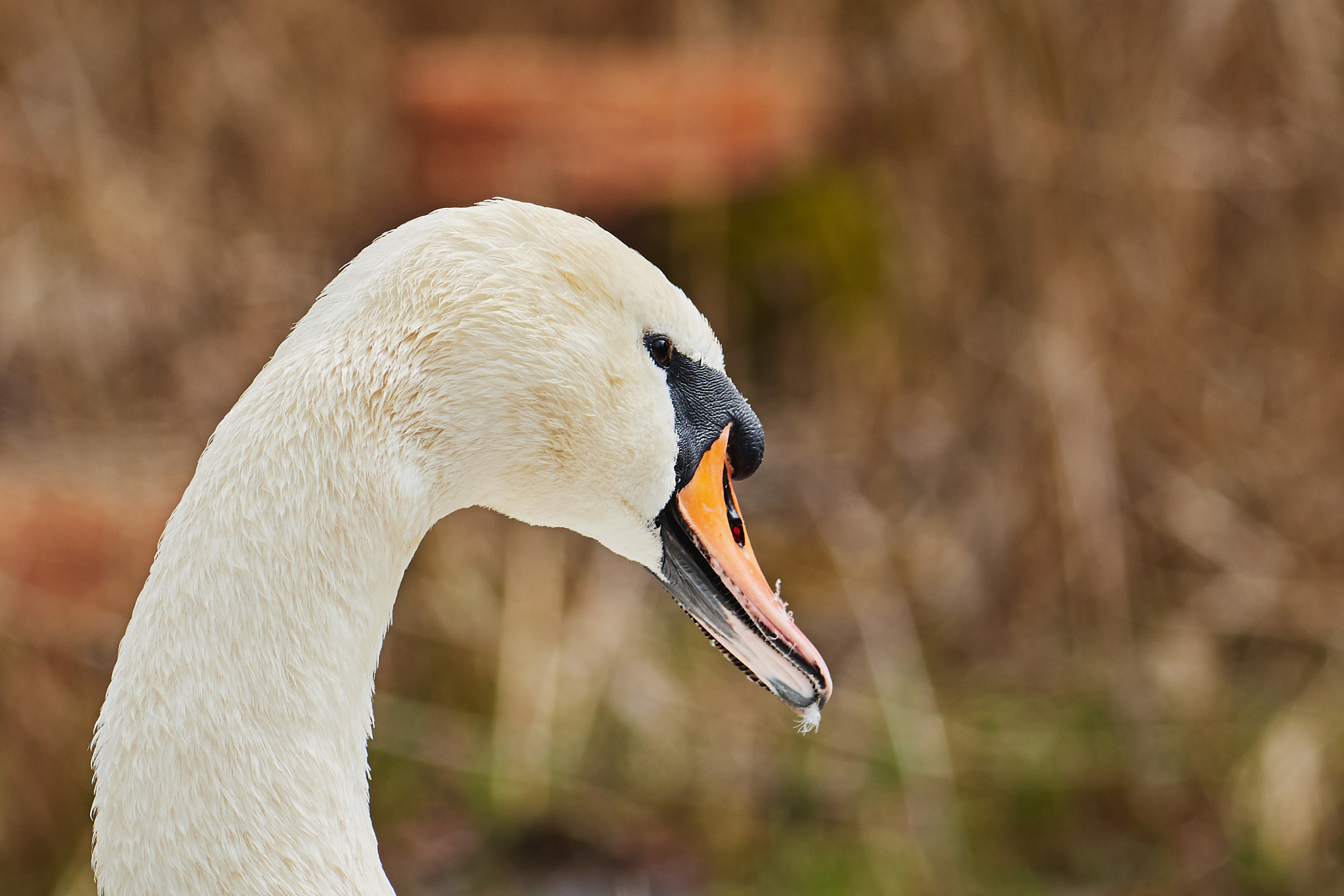 Nikon AF-S Nikkor 200-500mm F5.6E ED VR sample photo. Höckerschwan photography