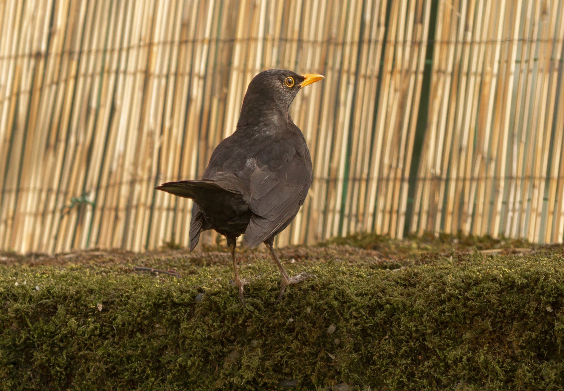 Canon EF 70-200mm F2.8L IS II USM sample photo. Blackbird photography