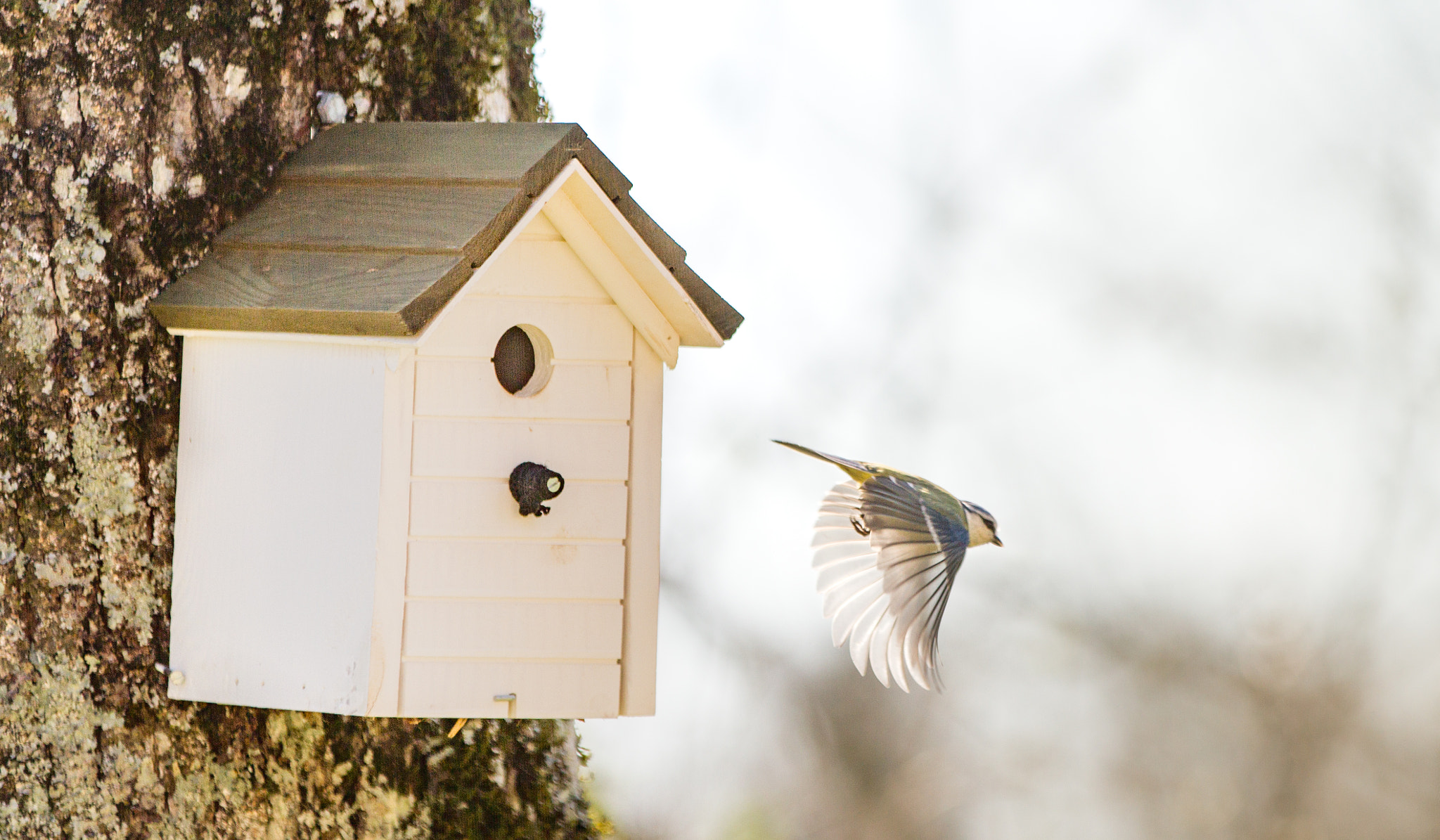 Canon EF 70-200mm F2.8L IS II USM sample photo. Blue tit photography