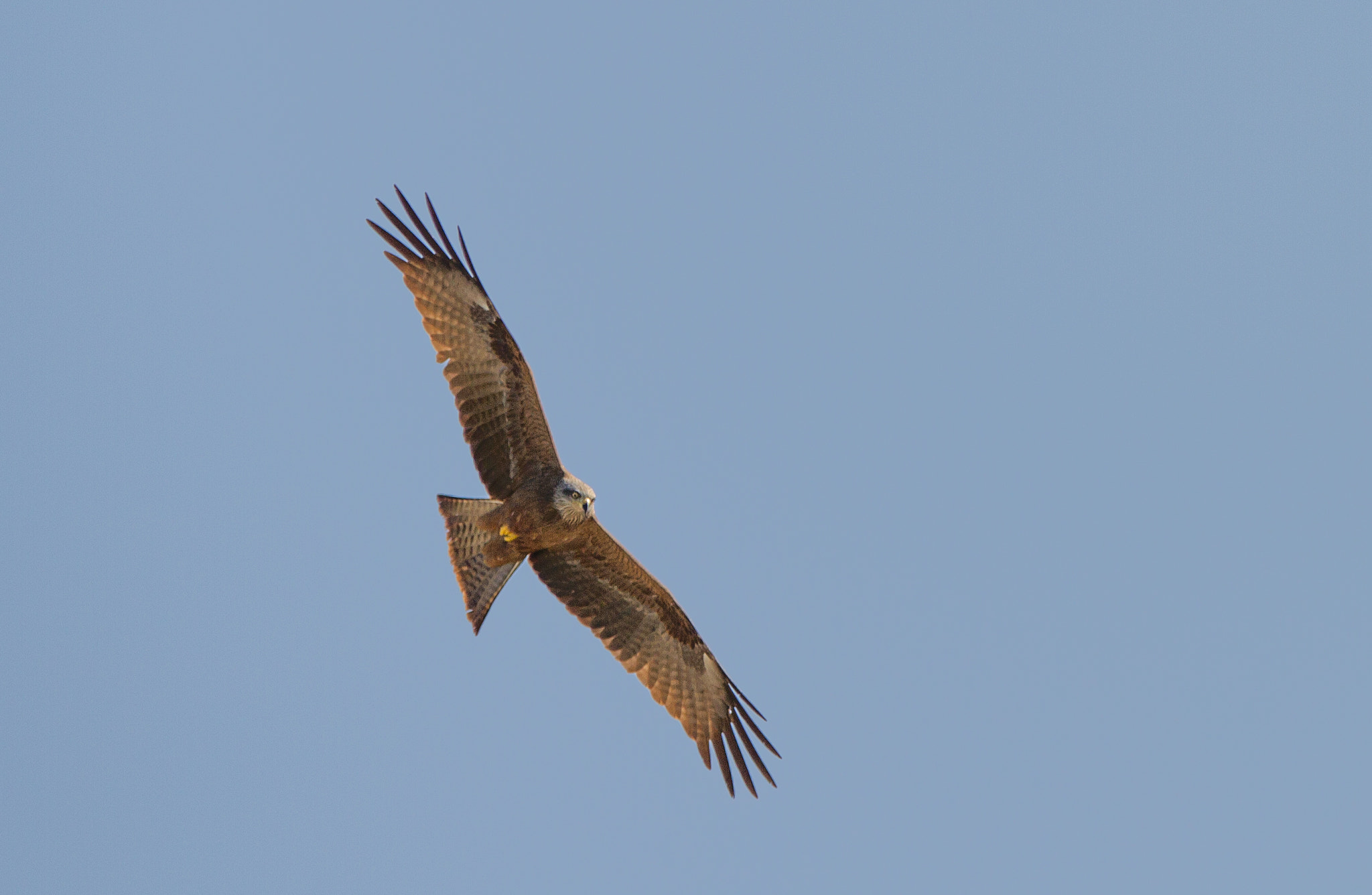 Canon EF 70-200mm F2.8L IS II USM sample photo. Black kite photography