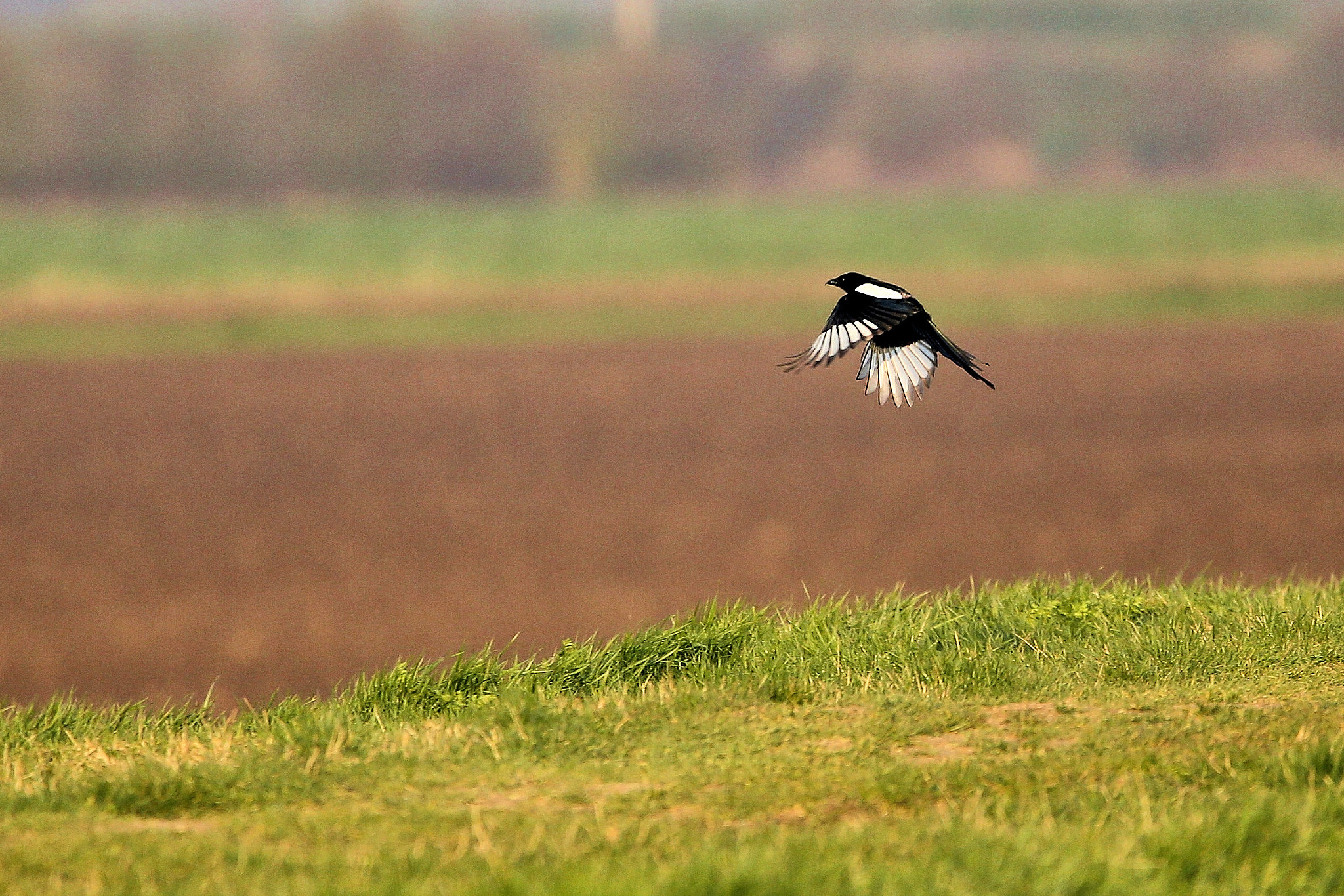150-600mm F5-6.3 DG OS HSM | Contemporary 015 sample photo. Magpie heads north photography
