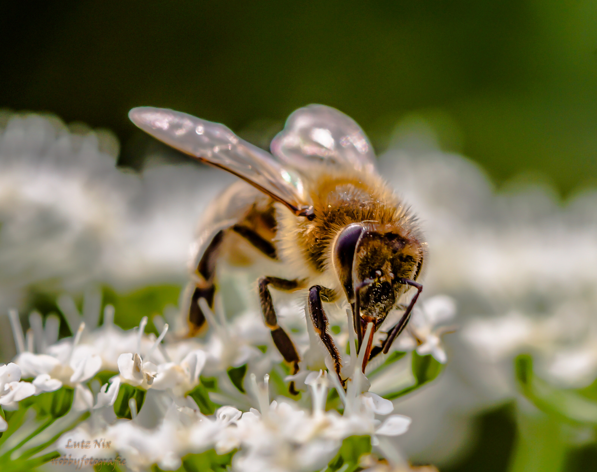 Sony SLT-A65 (SLT-A65V) + 90mm F2.8 Macro SSM sample photo. Hungry bee photography