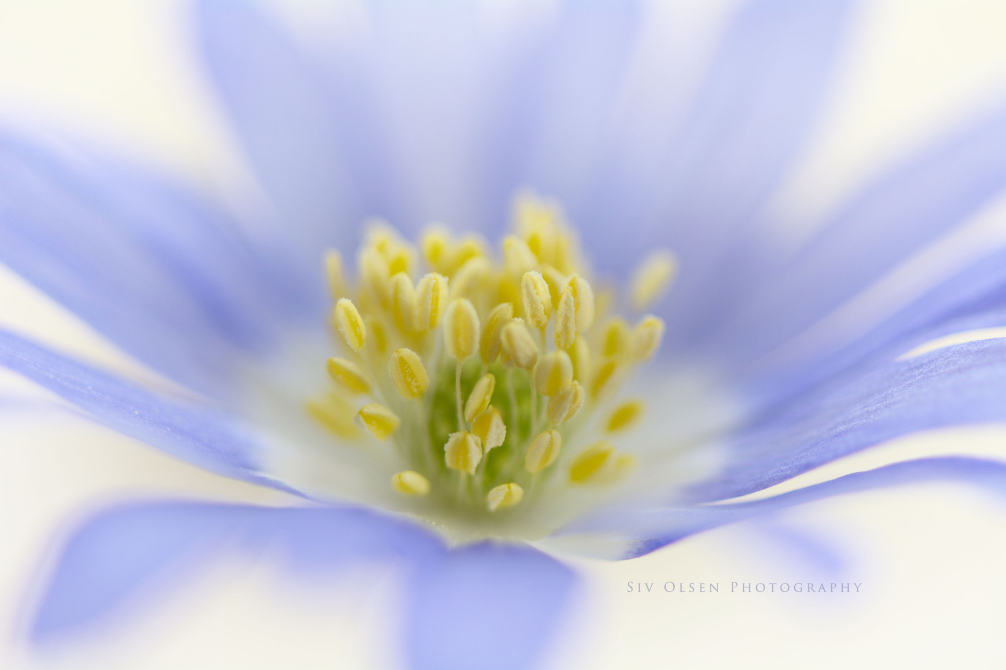 Nikon AF-S Micro-Nikkor 105mm F2.8G IF-ED VR sample photo. ~ pistils in blue ~ photography