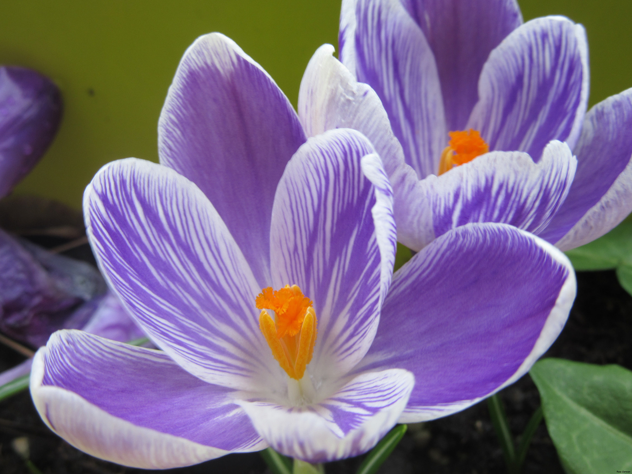 Canon PowerShot SX600 HS sample photo. Crocus from my balcony photography