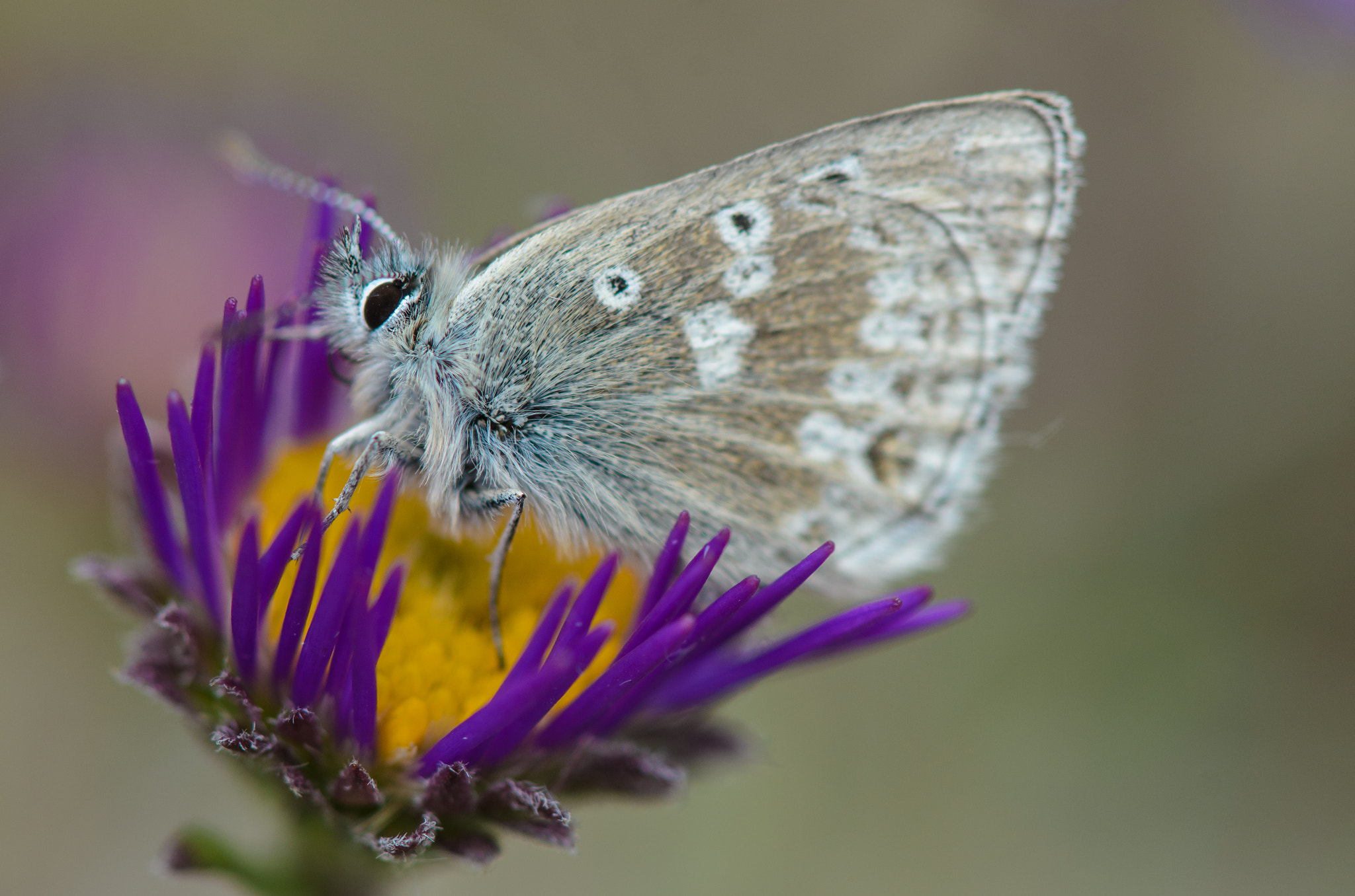 Nikon AF-S Micro-Nikkor 105mm F2.8G IF-ED VR sample photo. Schmetterling  photography