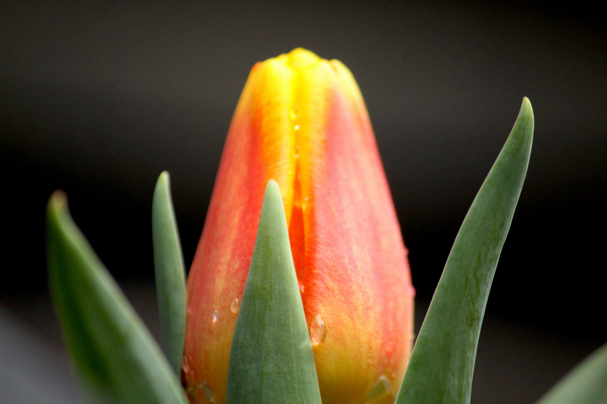 Canon EF-S 55-250mm F4-5.6 IS sample photo. Macro_lens photography