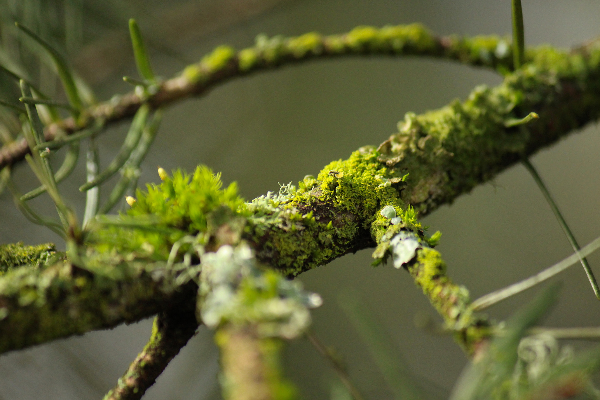 Canon EF-S 55-250mm F4-5.6 IS sample photo. Macro_lens photography