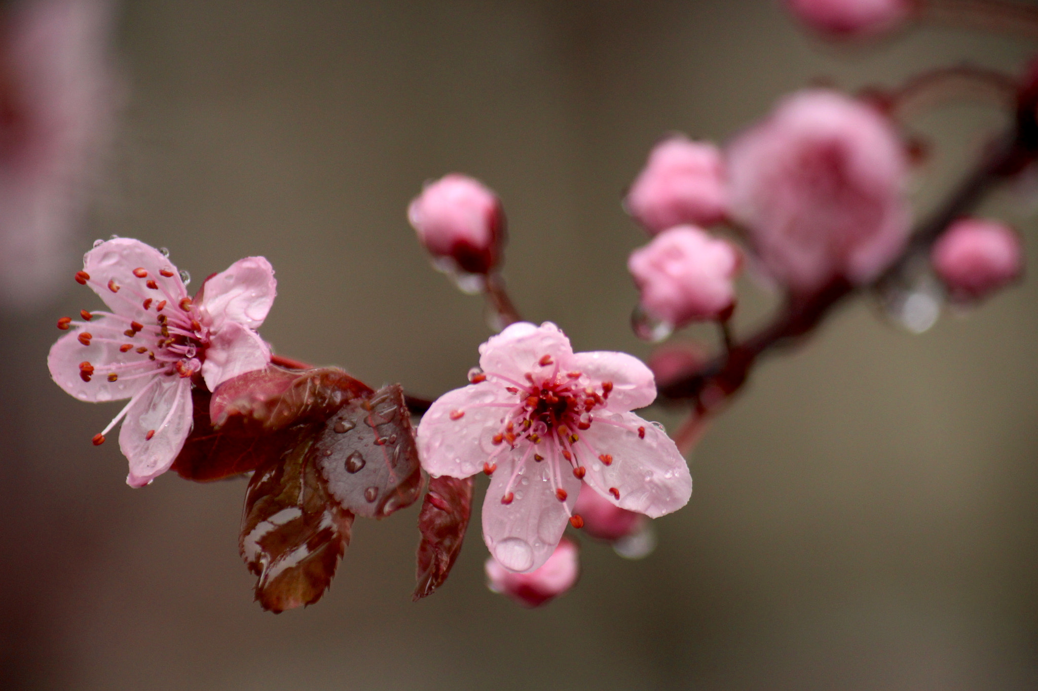 Canon EF-S 55-250mm F4-5.6 IS sample photo. Macro_lens photography