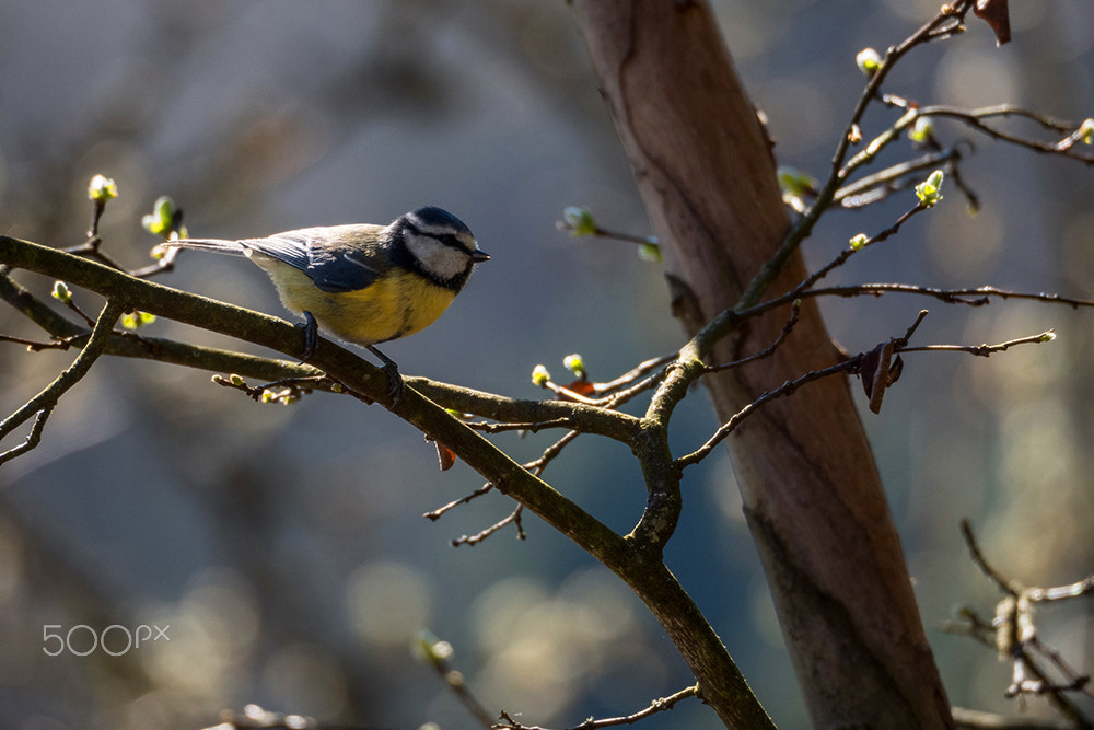 Olympus OM-D E-M5 II sample photo. Spring mood photography