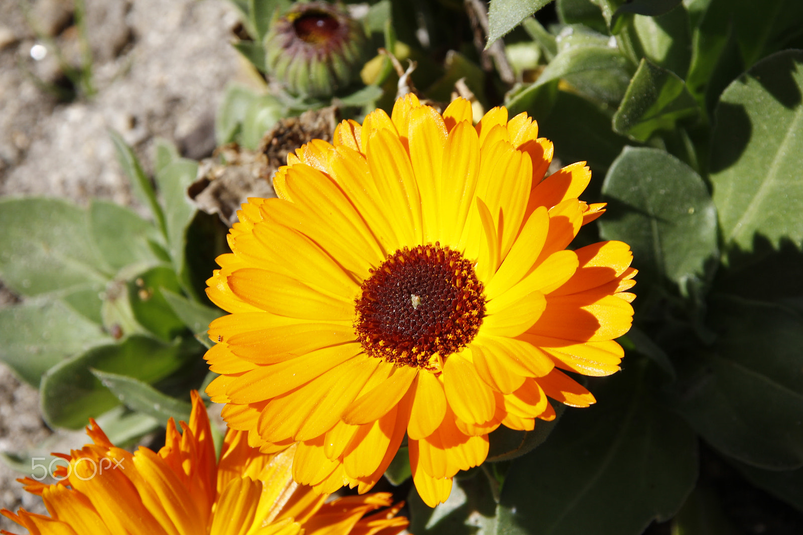 Canon TS-E 90mm F2.8 Tilt-Shift sample photo. Spring photography