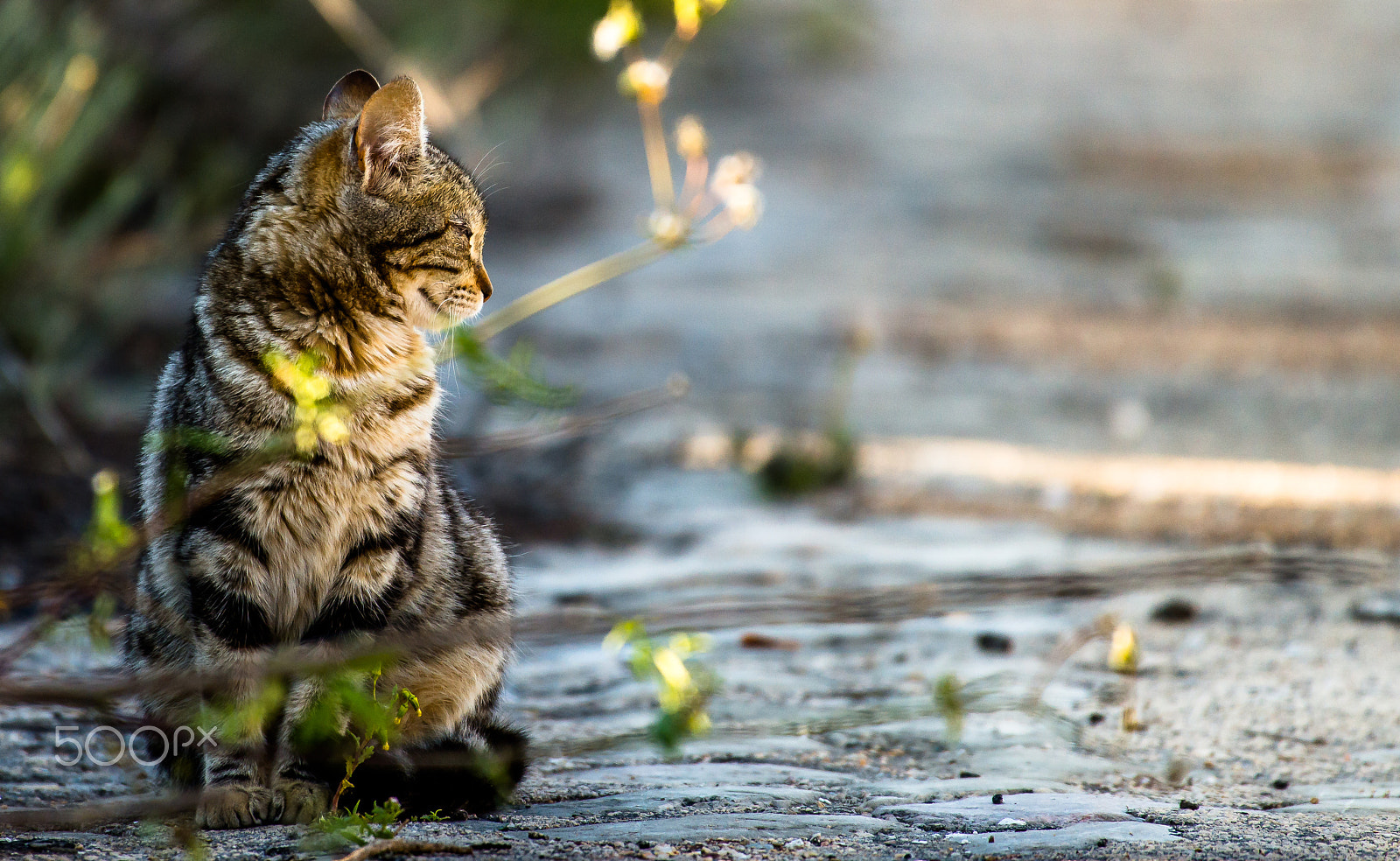 Nikon AF-S Nikkor 200-500mm F5.6E ED VR sample photo. Cat photography