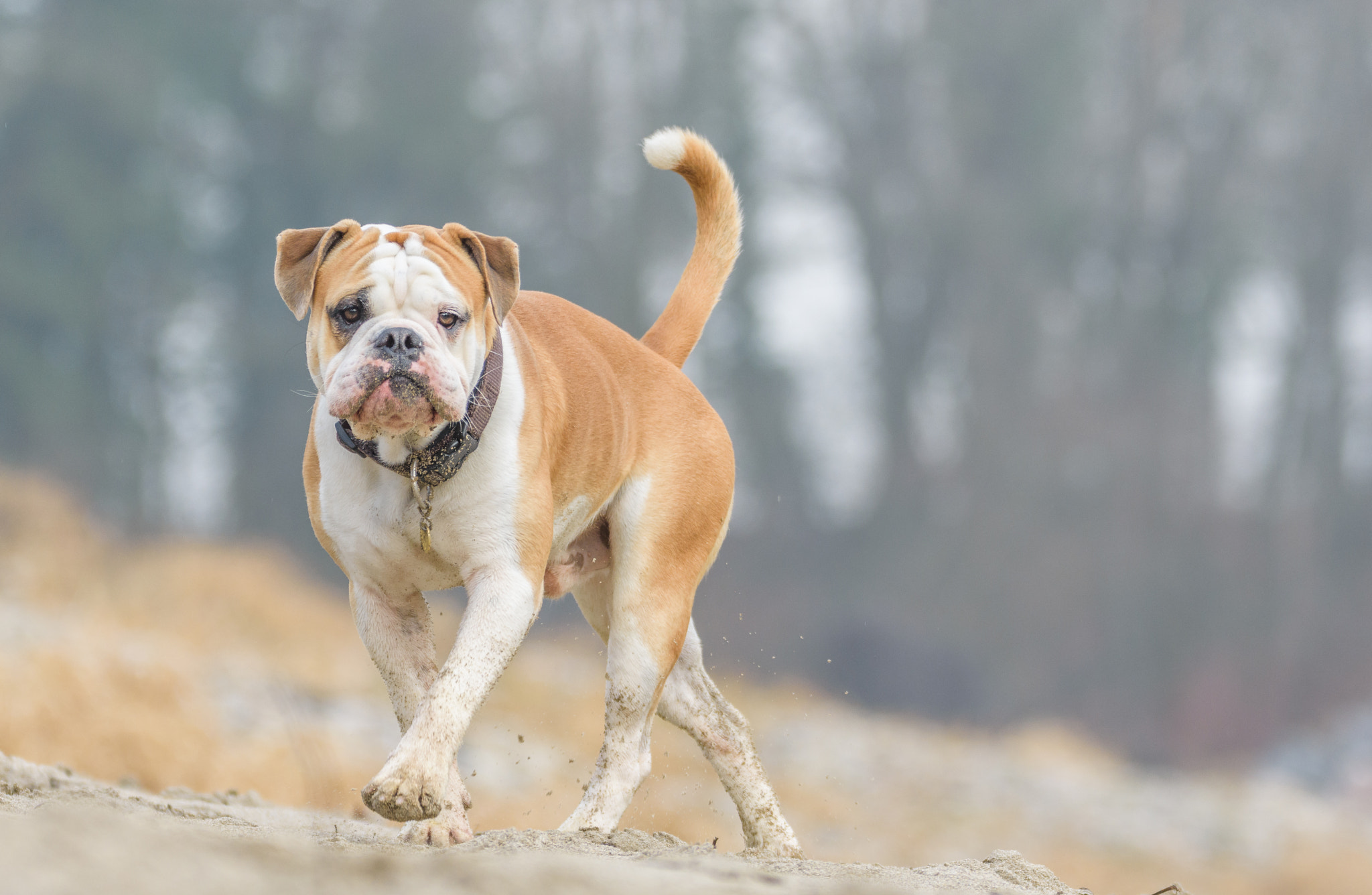 Nikon D7200 + Sigma 150-600mm F5-6.3 DG OS HSM | C sample photo. Dog while walking photography