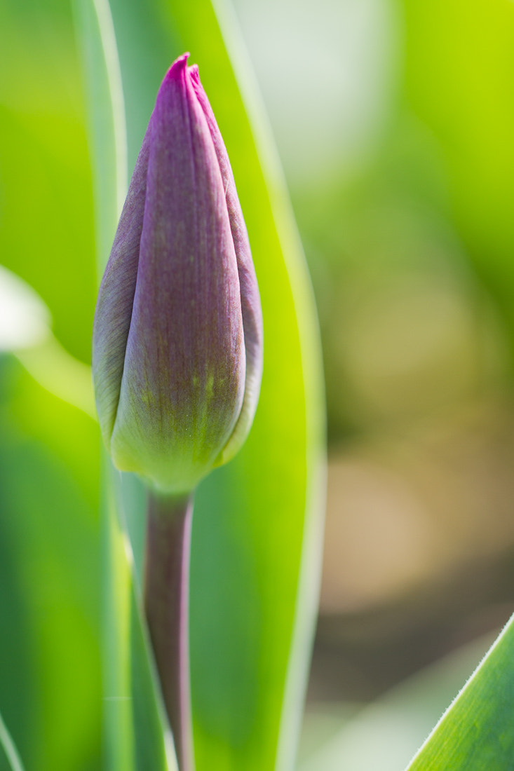 Canon EF 100mm F2.8L Macro IS USM sample photo. Tulip almost there photography