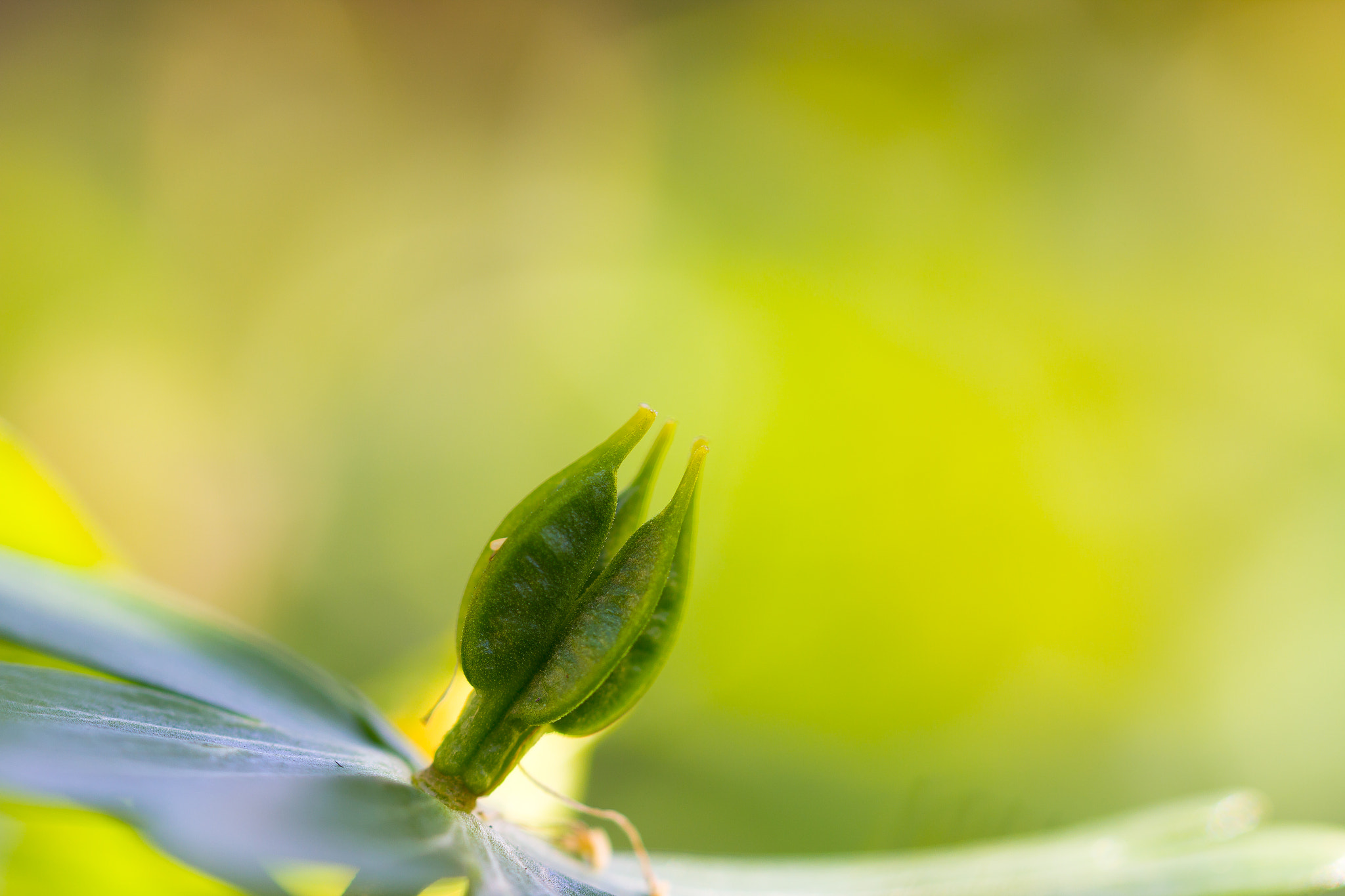Canon EF 100mm F2.8L Macro IS USM sample photo. Come on.. photography