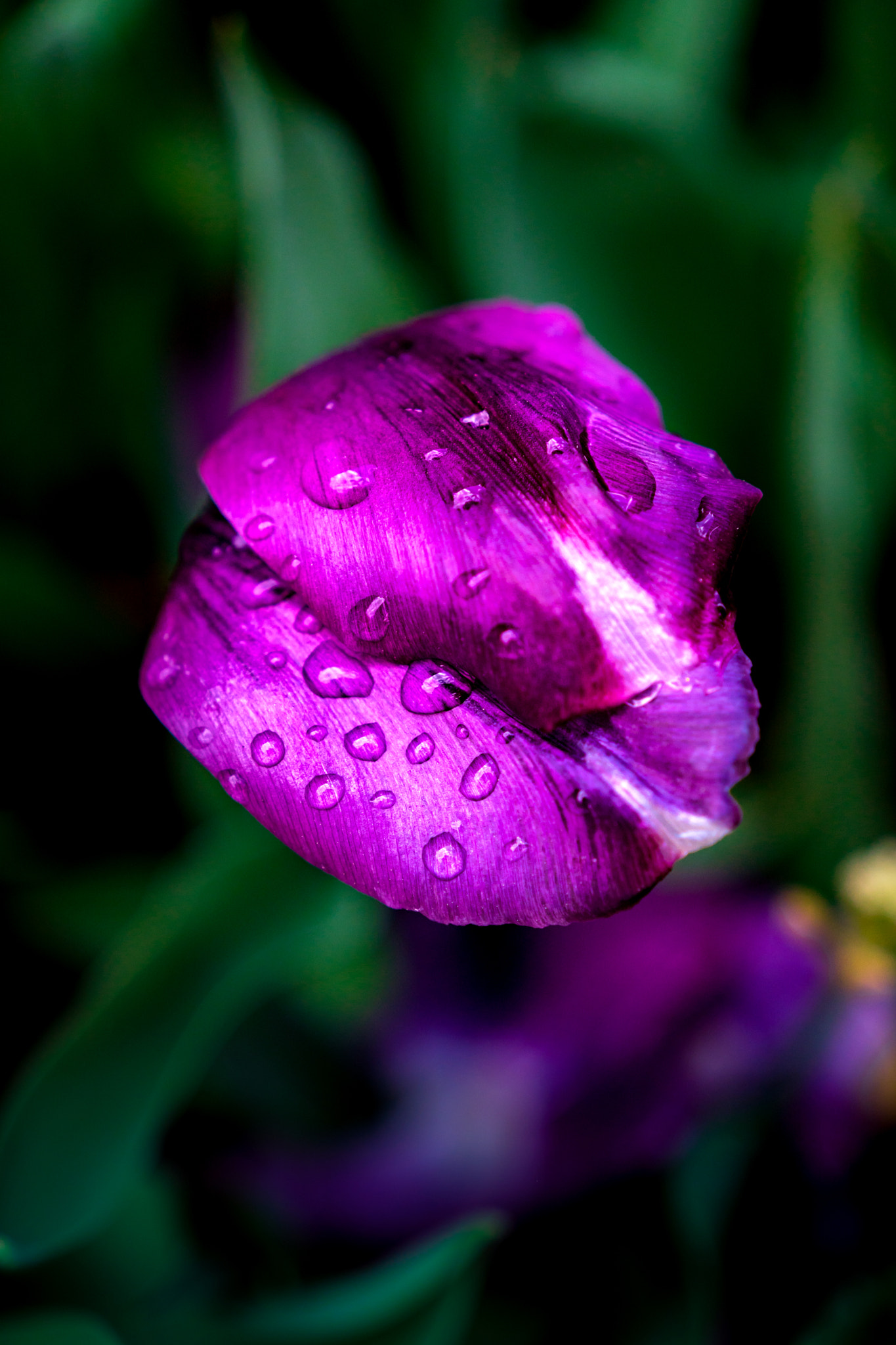 Sony a6300 sample photo. Purple tulip photography
