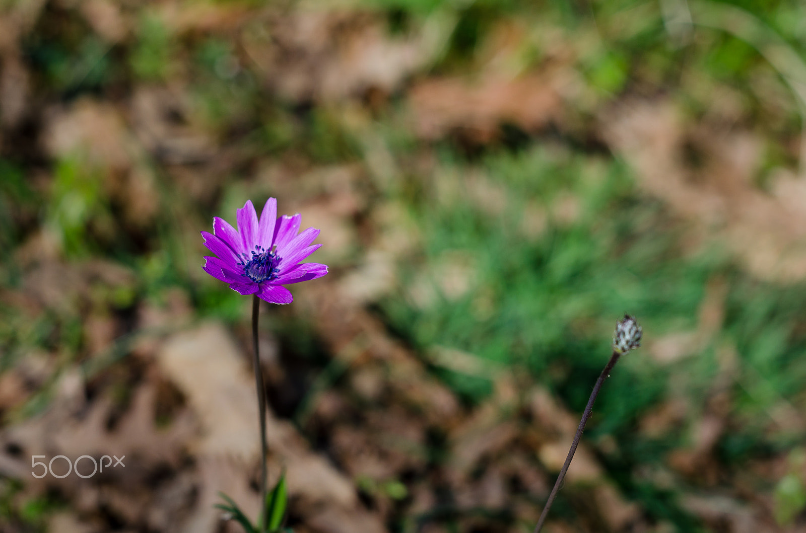 Nikon D5100 sample photo. Purple daisy photography