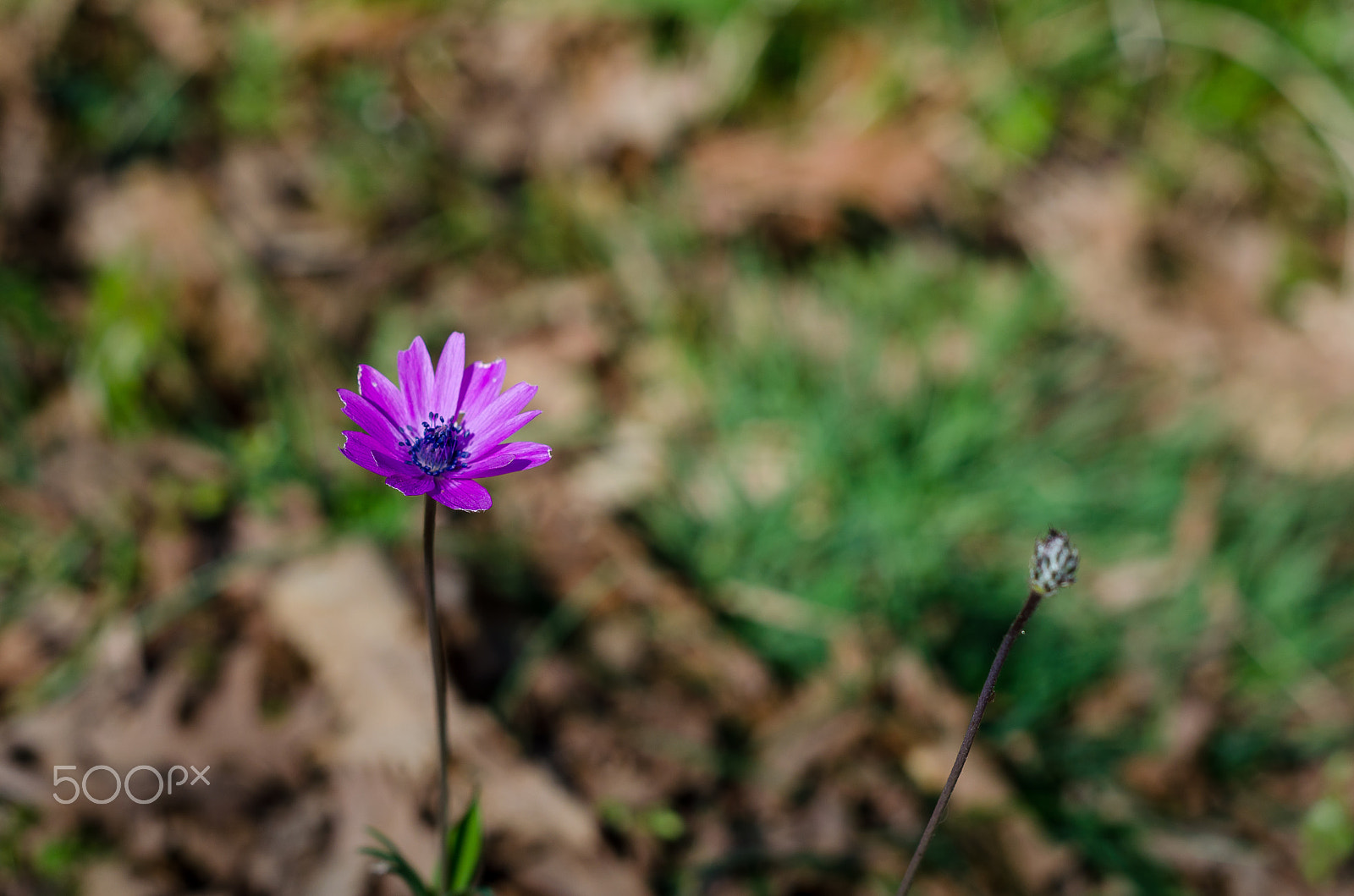 Nikon D5100 + Nikon AF Nikkor 50mm F1.8D sample photo. Purple daisy photography
