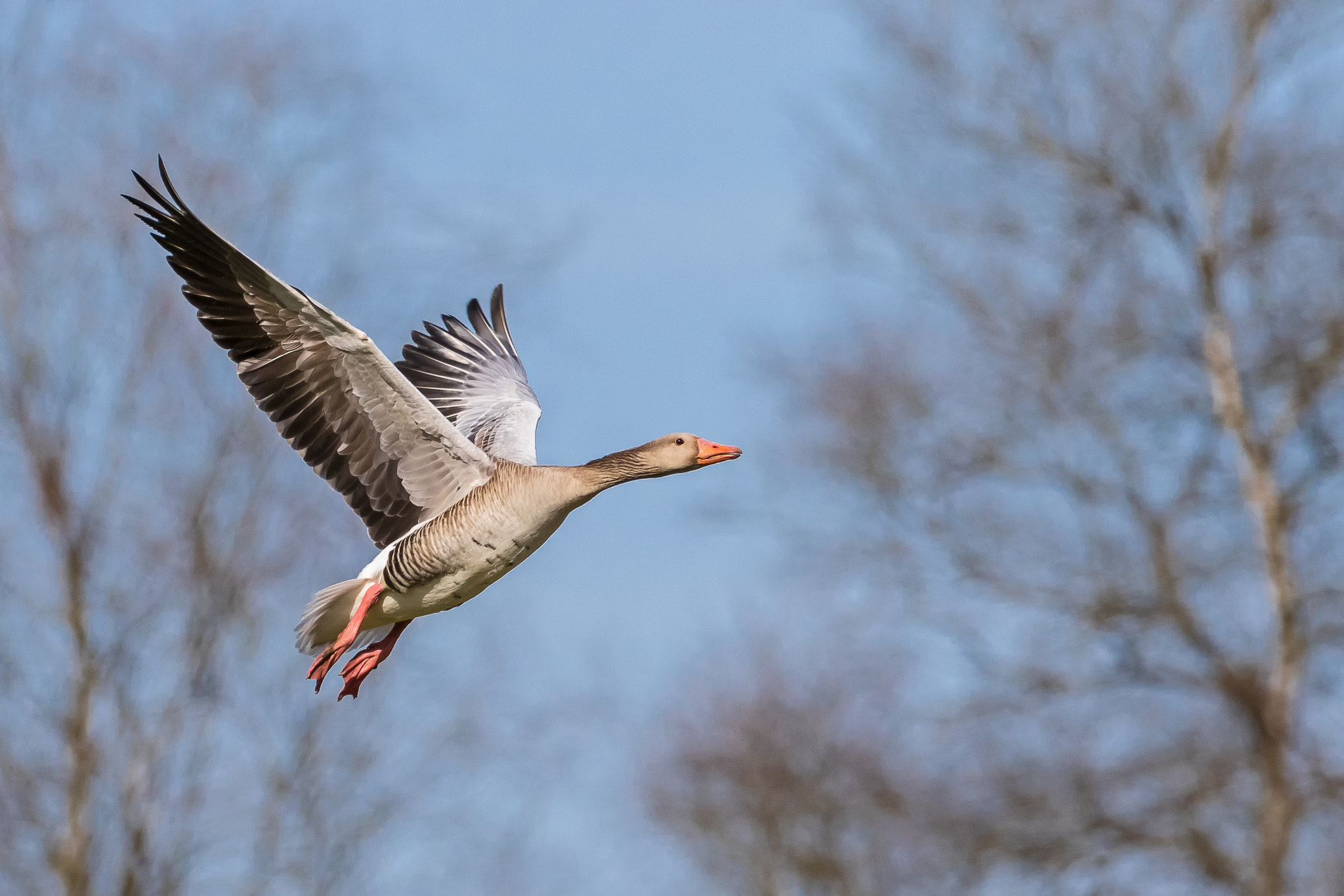 Canon EF 400mm F4.0 DO IS USM sample photo. Grausgans im abflug photography