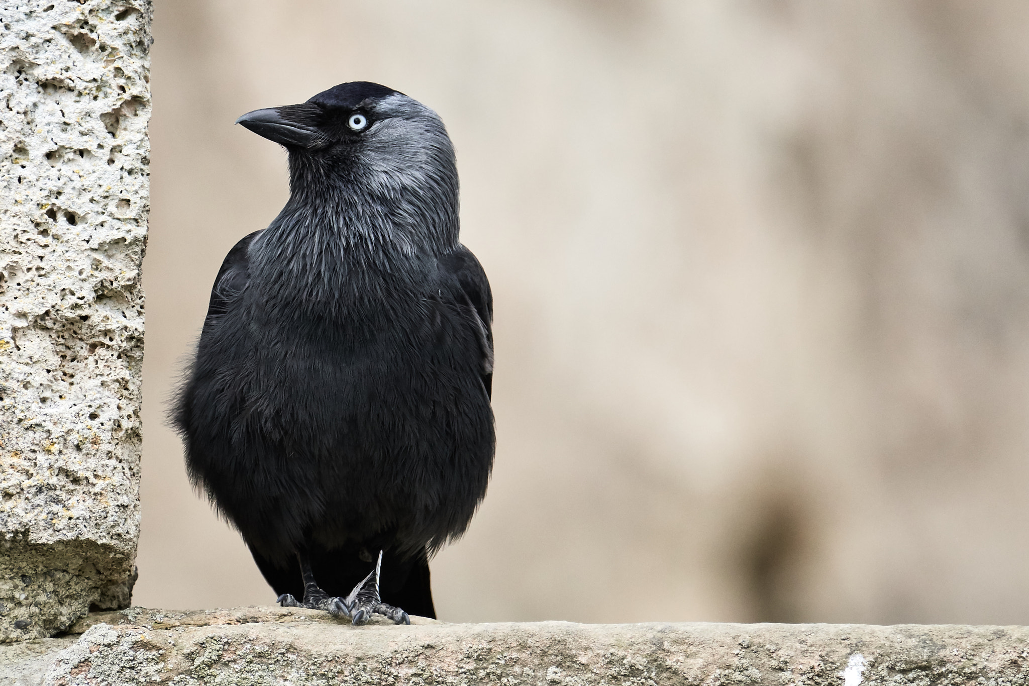 Nikon AF-S Nikkor 200-500mm F5.6E ED VR sample photo. Dohle photography