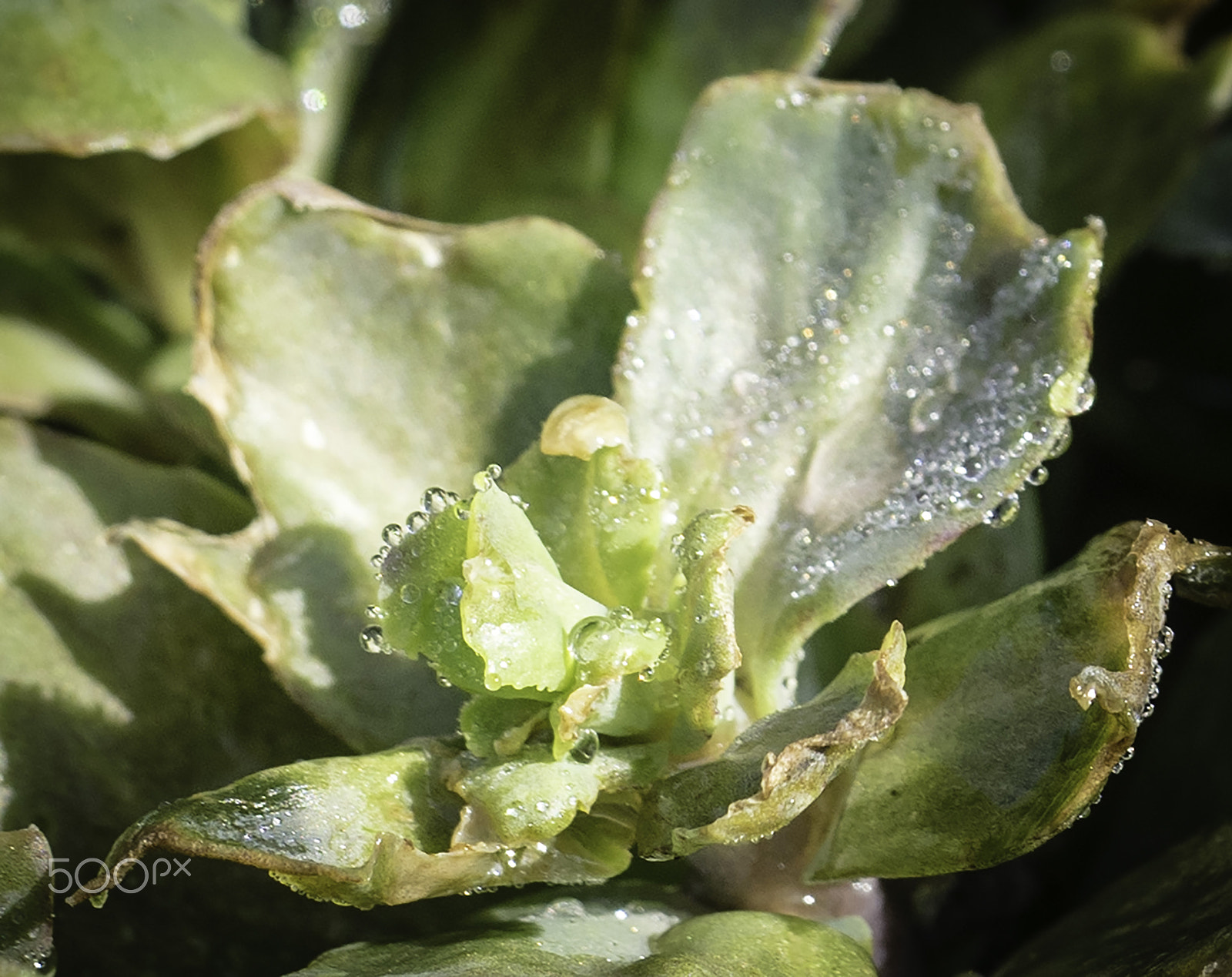 Sony a7 + Sony FE 90mm F2.8 Macro G OSS sample photo. Plant after the rain photography