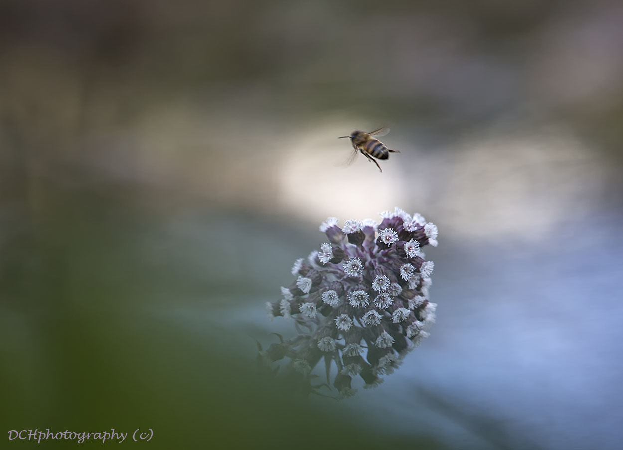 Canon EF 100mm F2.8L Macro IS USM sample photo. One day i'll fly away! photography