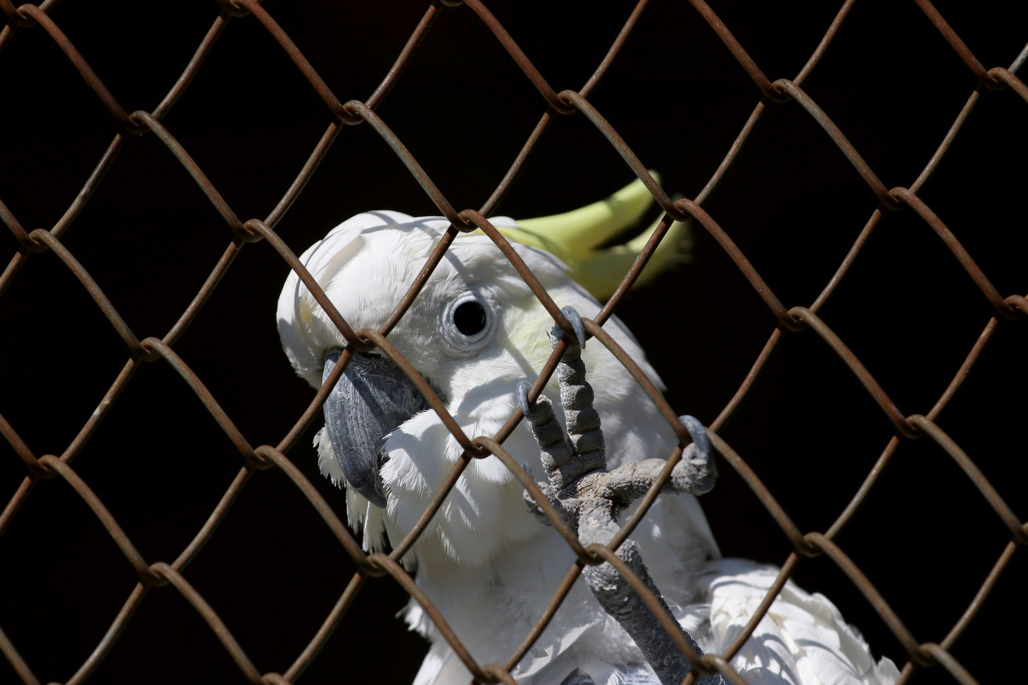 Canon EOS 80D + Canon EF 70-200mm F4L IS USM sample photo. Australian sulphur crested cockatoo kakadu photography