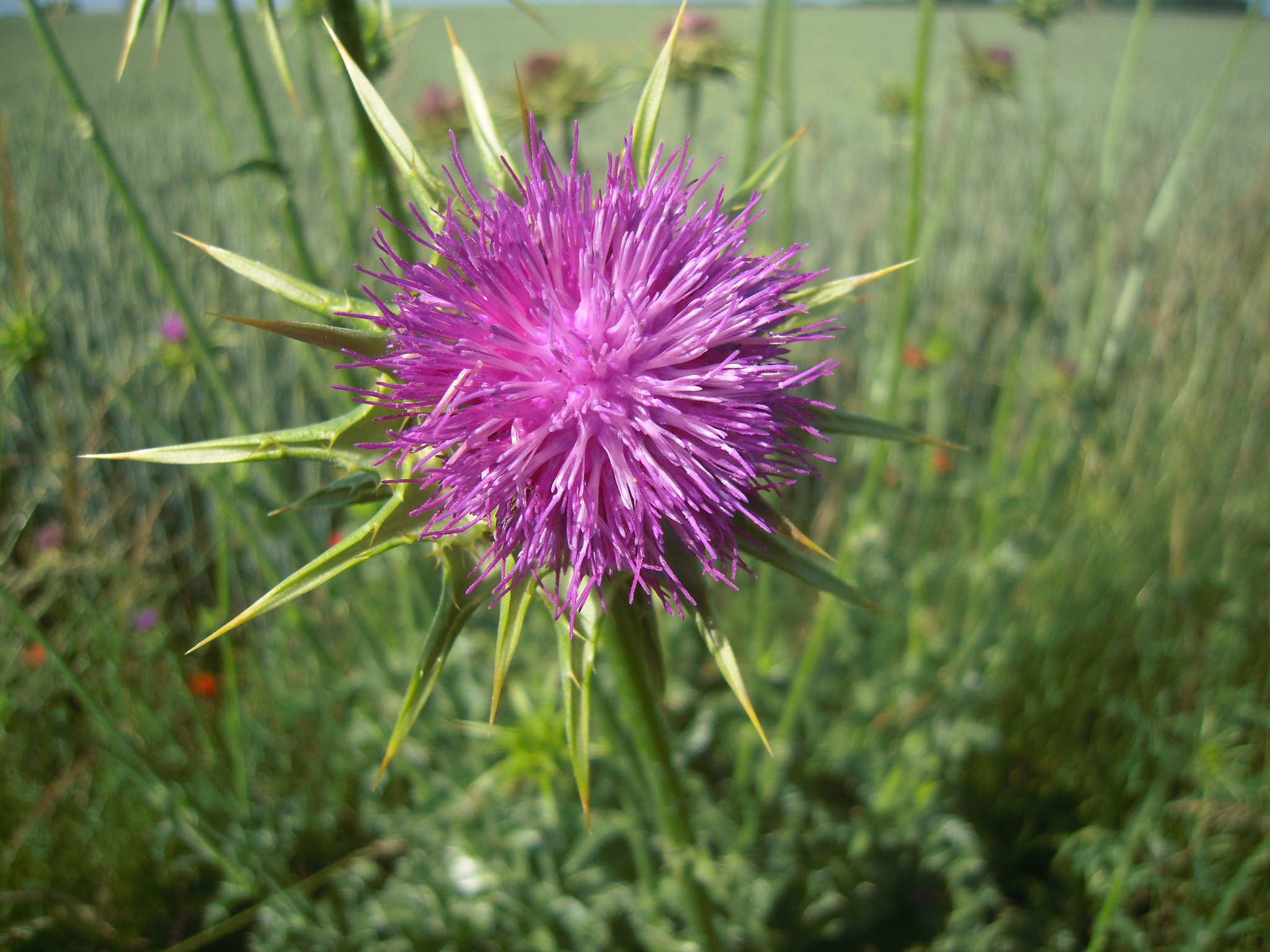 Nikon Coolpix S620 sample photo. "thistle star" photography