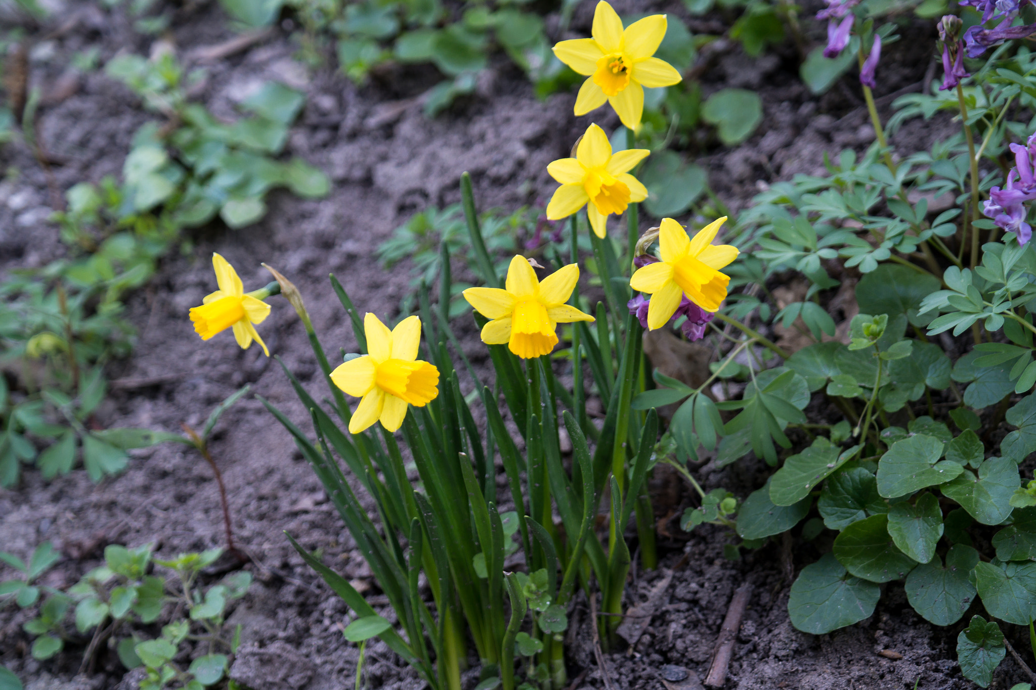 Samsung NX300 + Samsung NX 18-55mm F3.5-5.6 OIS sample photo. Yellow flowers photography