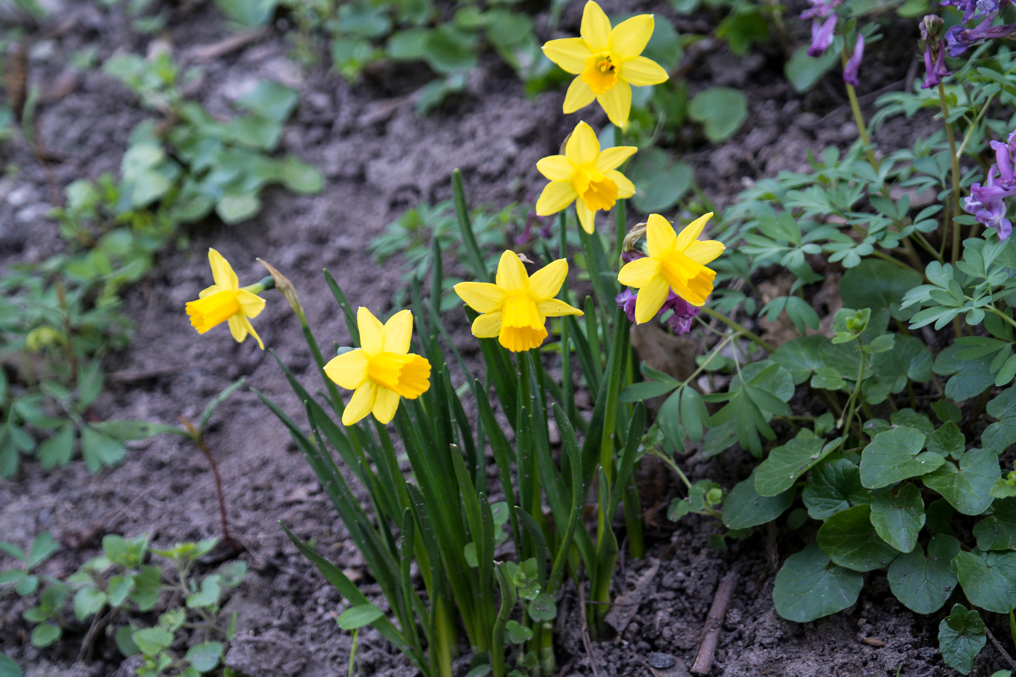 Samsung NX 18-55mm F3.5-5.6 OIS sample photo. Yellow flowers photography