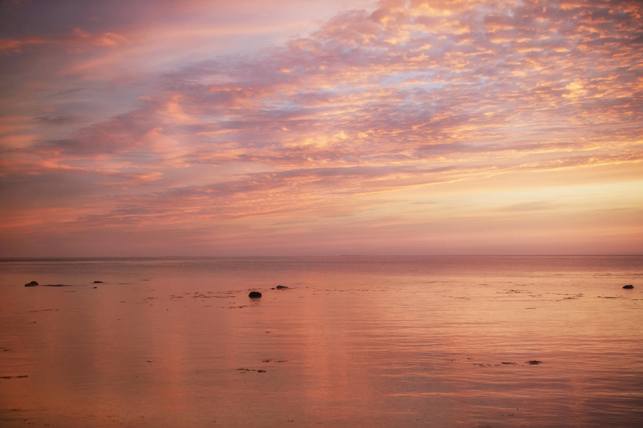 Canon EOS 5D Mark II sample photo. Dark pink photography