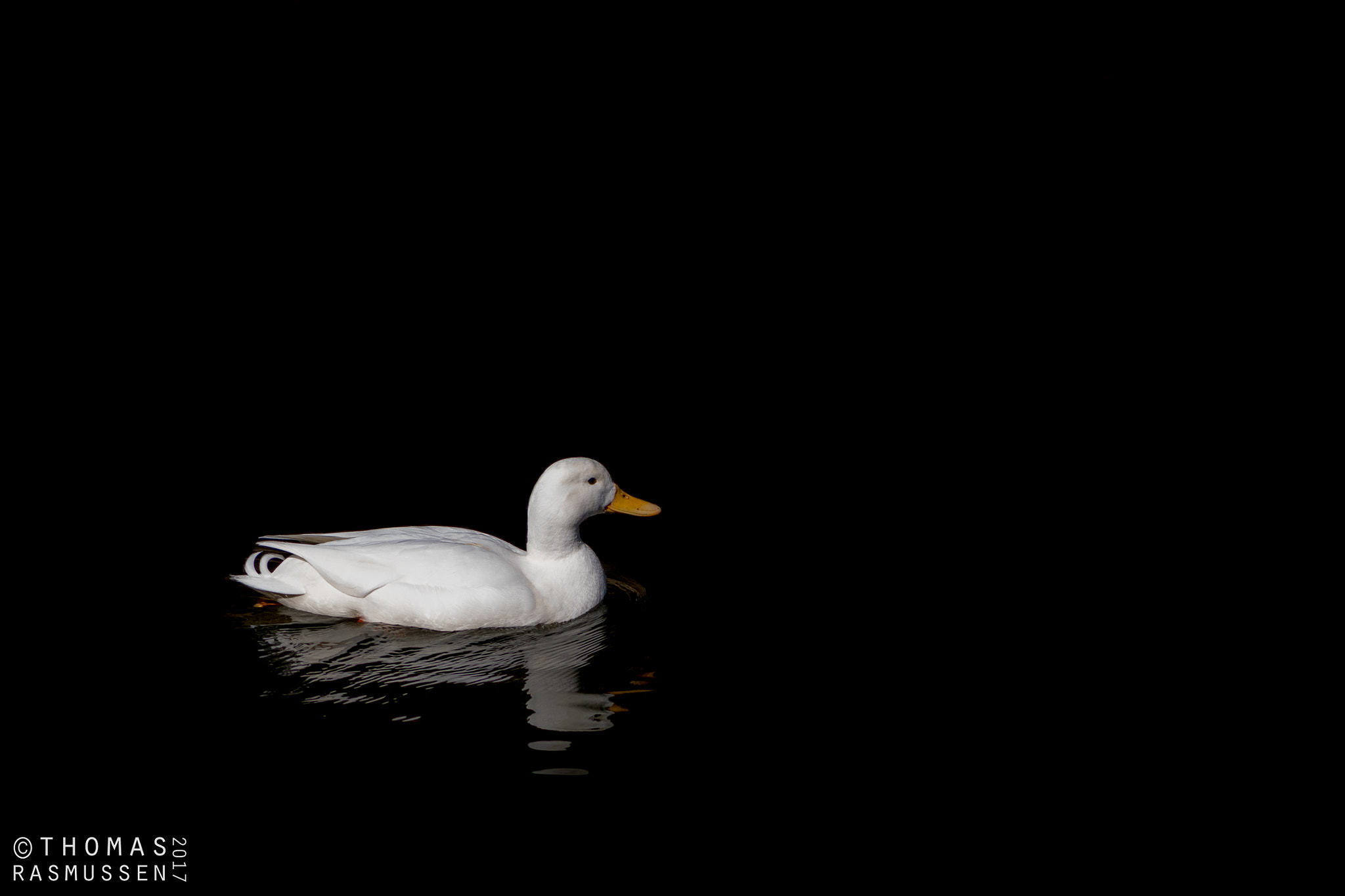Nikon D500 sample photo. Duck in darkness photography