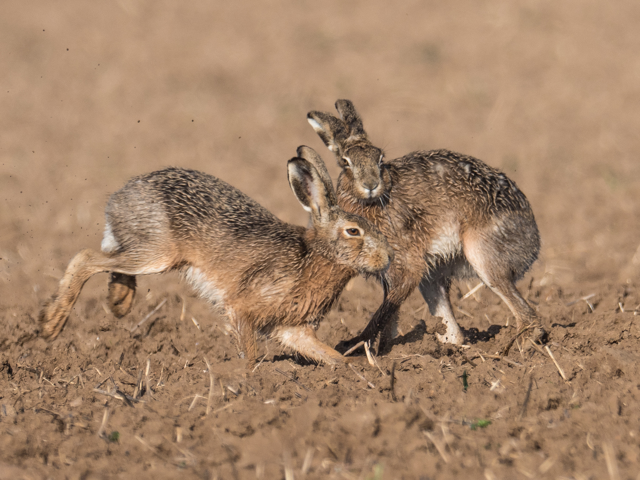 M.300mm F4.0 + MC-14 sample photo. Hare photography