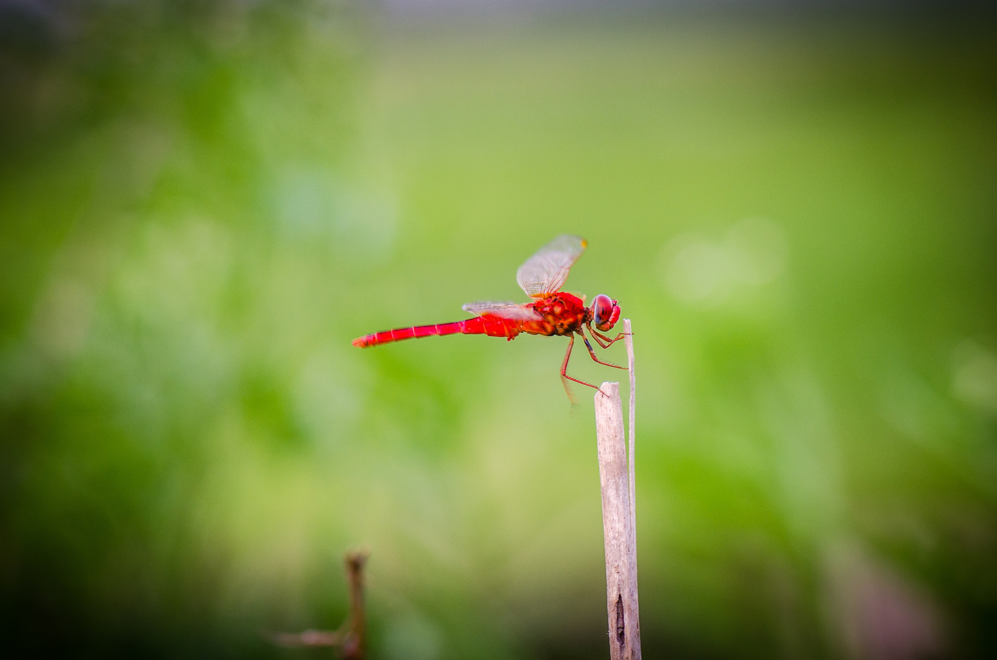 Nikon AF-S Micro-Nikkor 105mm F2.8G IF-ED VR sample photo. Red dancing dragonfly photography
