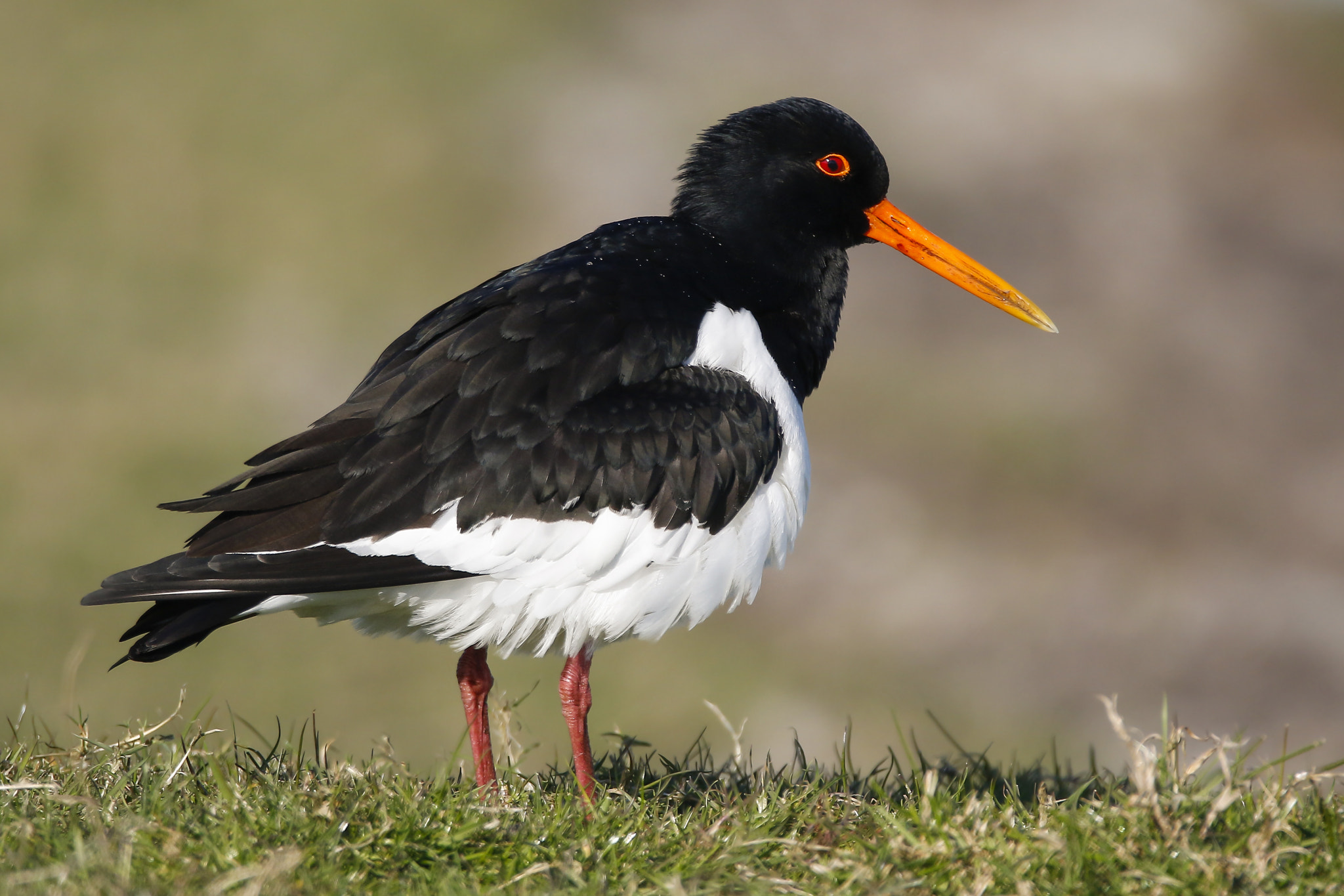 Canon EOS 7D Mark II + 150-600mm F5-6.3 DG OS HSM | Sports 014 sample photo. Oyster catcher photography
