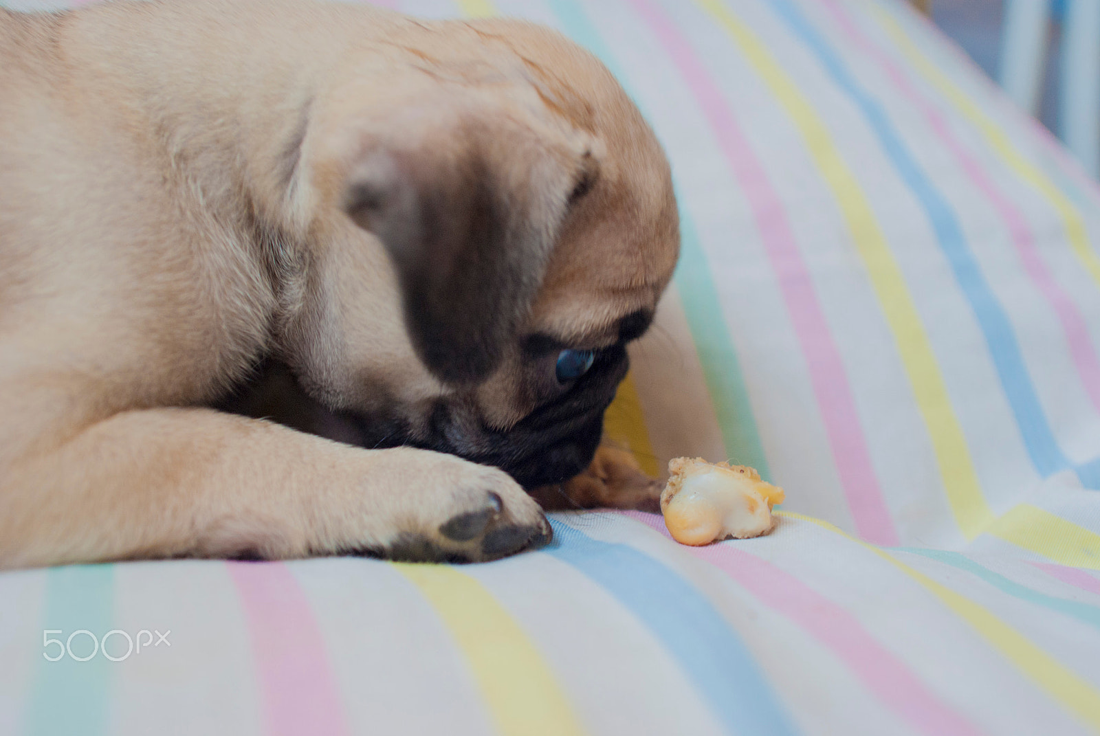 Sony Alpha DSLR-A200 + Minolta AF 28-85mm F3.5-4.5 sample photo. Observando su comida photography