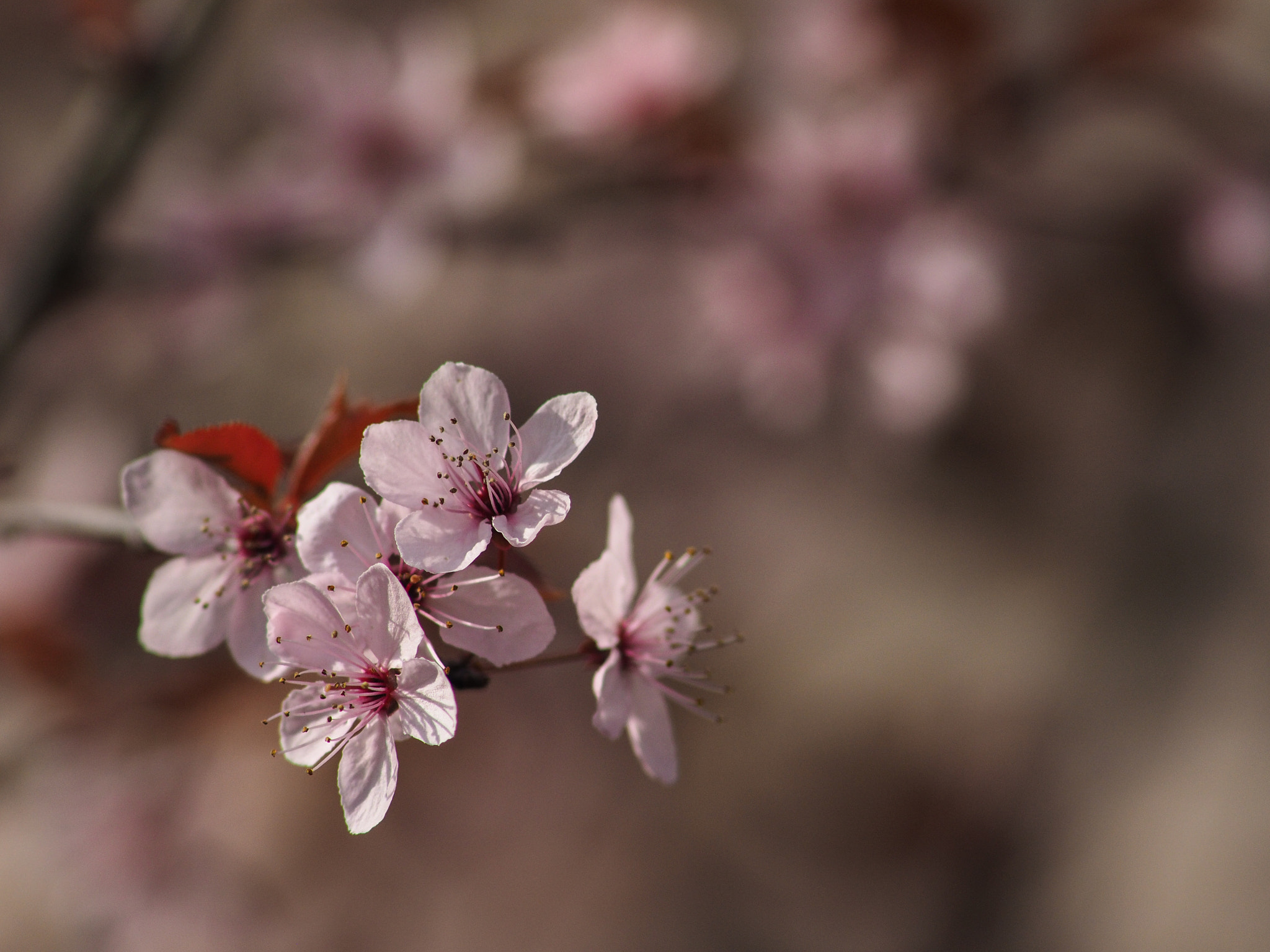 Canon EF 300mm F4L IS USM sample photo. Zwerg blutpflaume photography