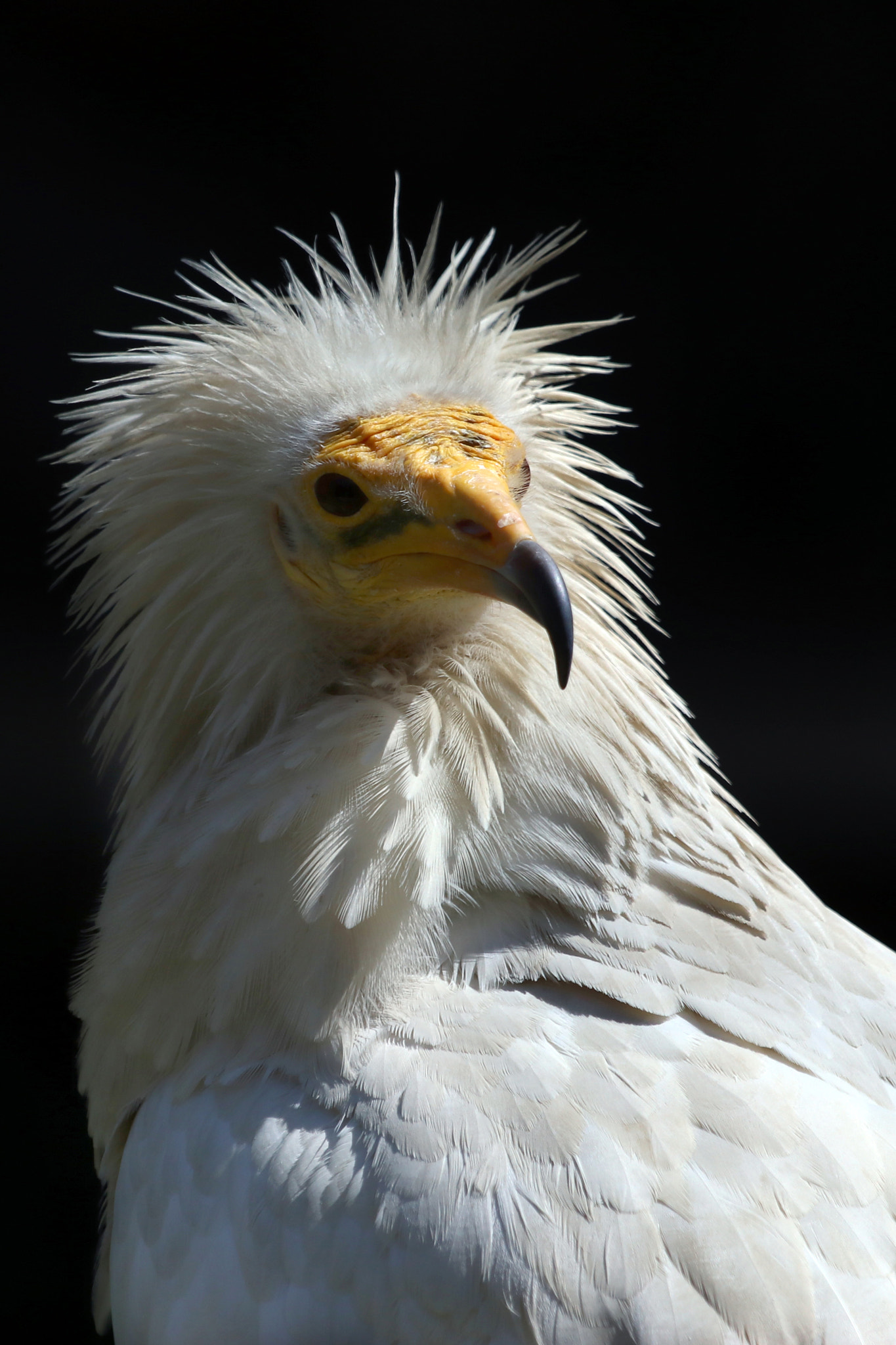 Canon EOS 80D + Canon EF 70-200mm F4L IS USM sample photo. Vulture egypt photography