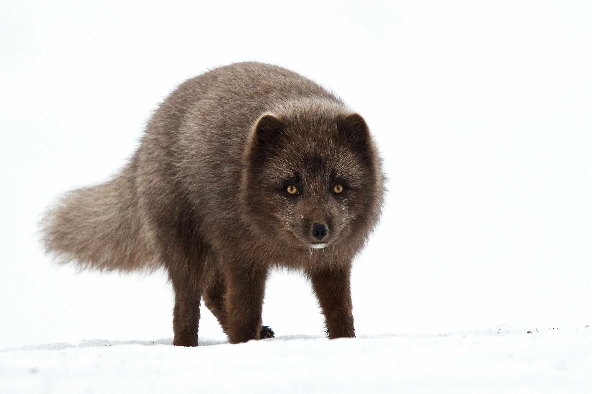 Canon EOS 7D + Canon EF 300mm F2.8L IS USM sample photo. Souvenir from iceland photography